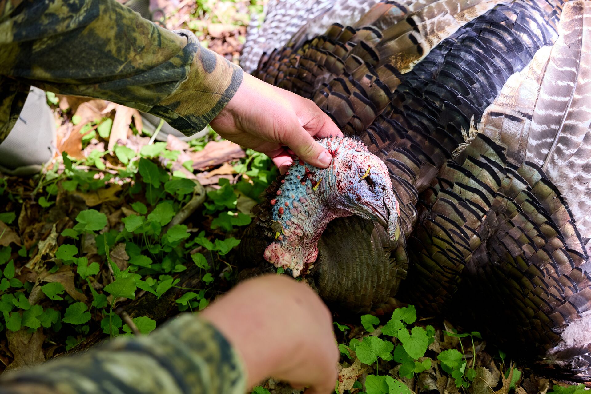 Hunter with turkey after hunt, hunting in Oklahoma concept. 
