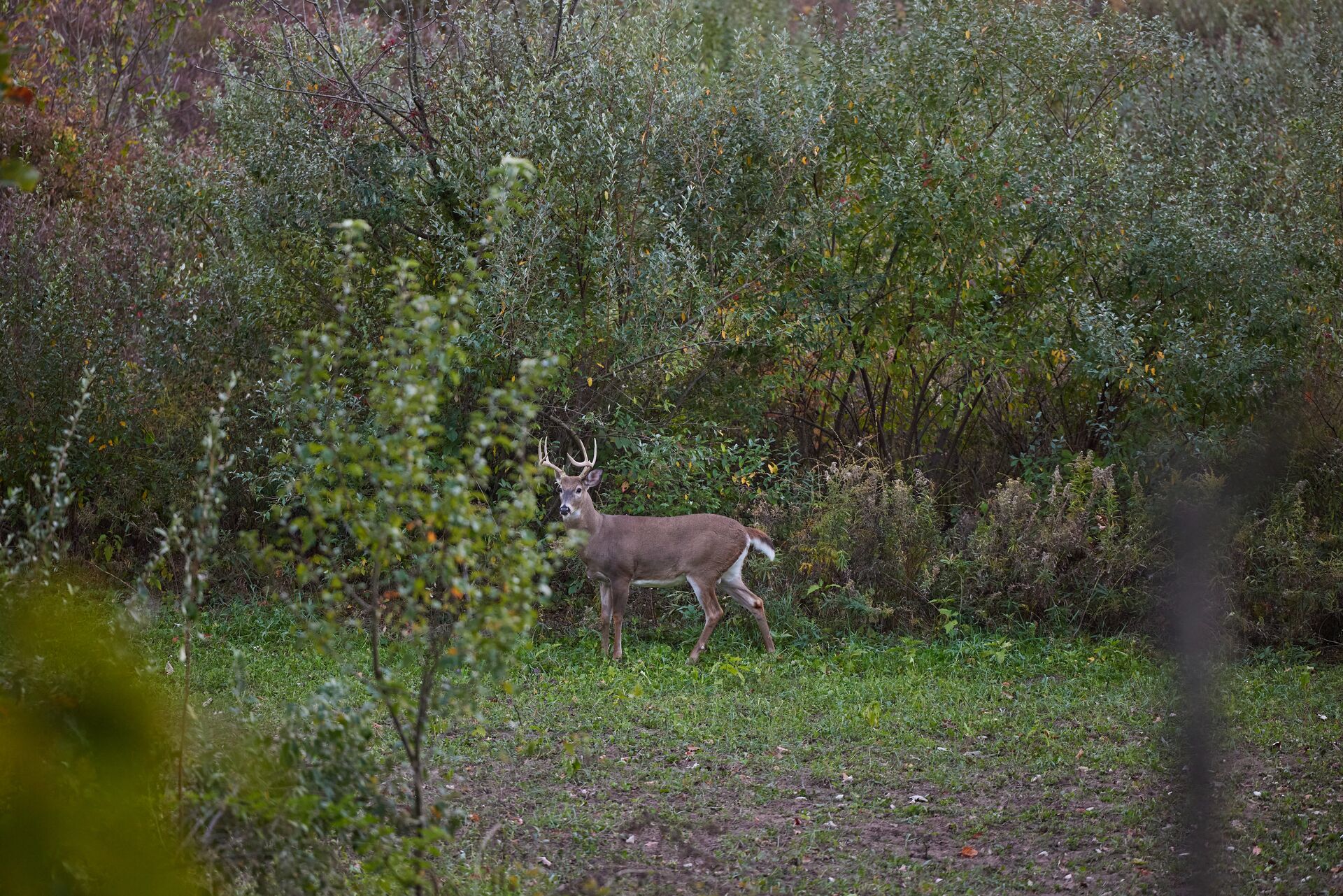 Buck deer in a clearing, preseason deer scouting concept.