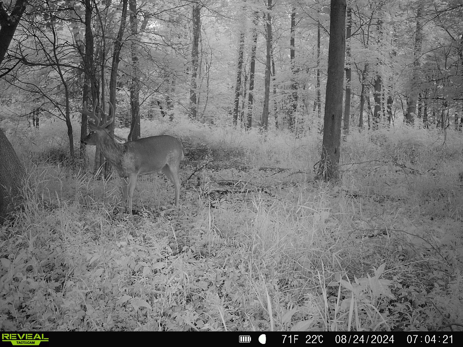 Deer captured on trail camera, whitetail deer scouting concept.