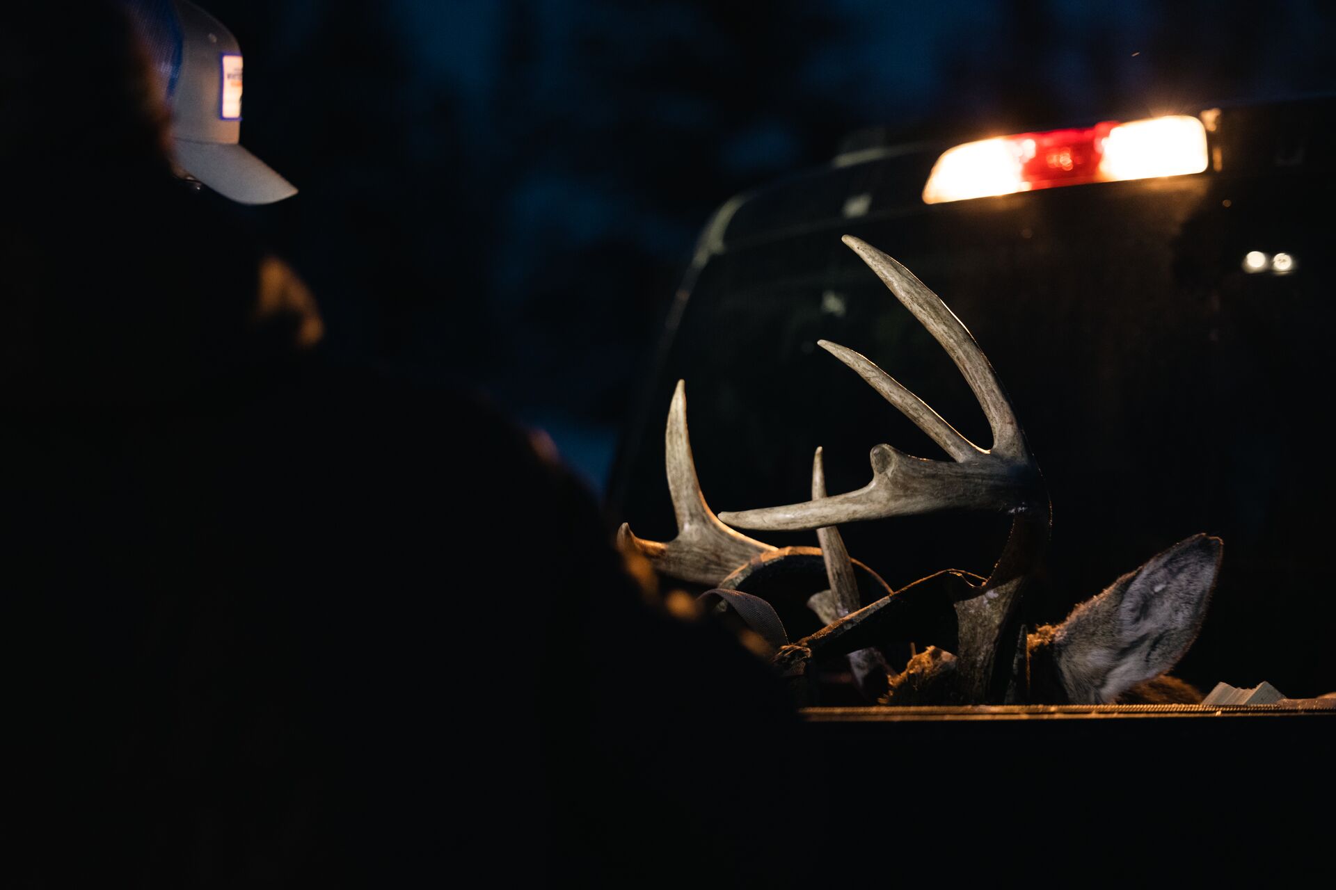 Deer in back of truck at night.