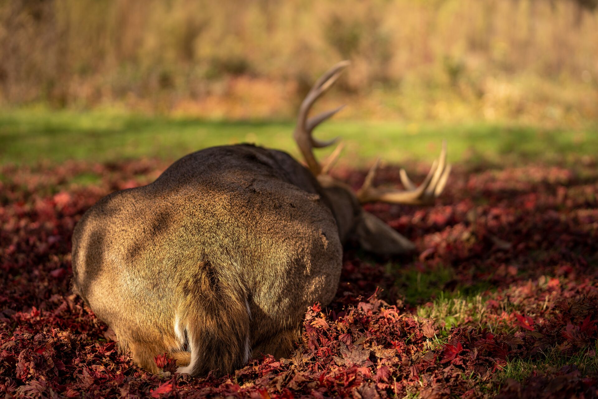A downed deer in the woods, tips for field dressing a deer concept.