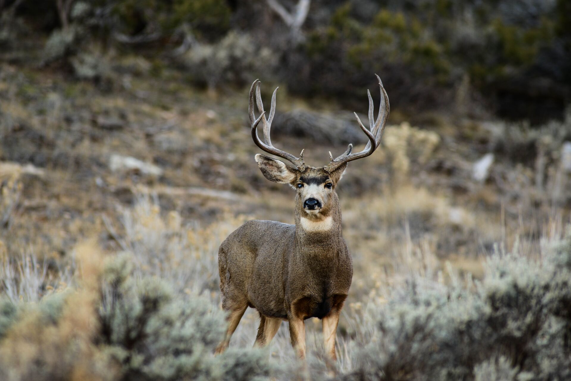 Mule deer buck in clearing, know the Colorado hunting regulations concept.