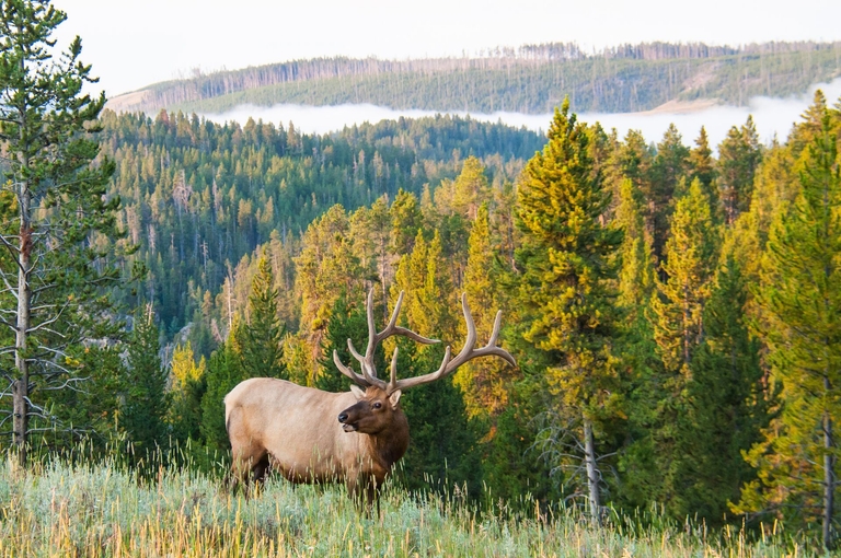 Elk on a mountainside, understand Colorado hunting regulations concept. 