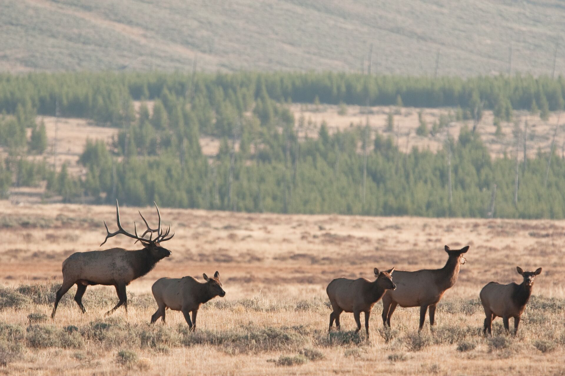 Small elk herd in an grassy area.