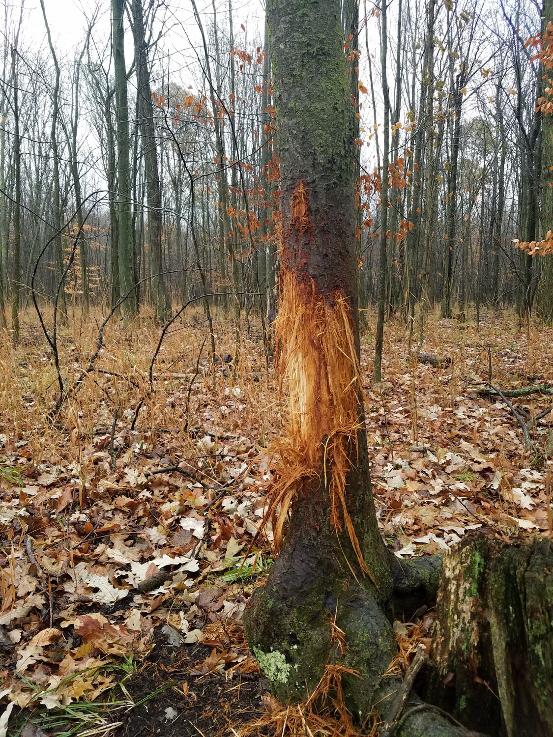 Deer rub on tree in the woods. 