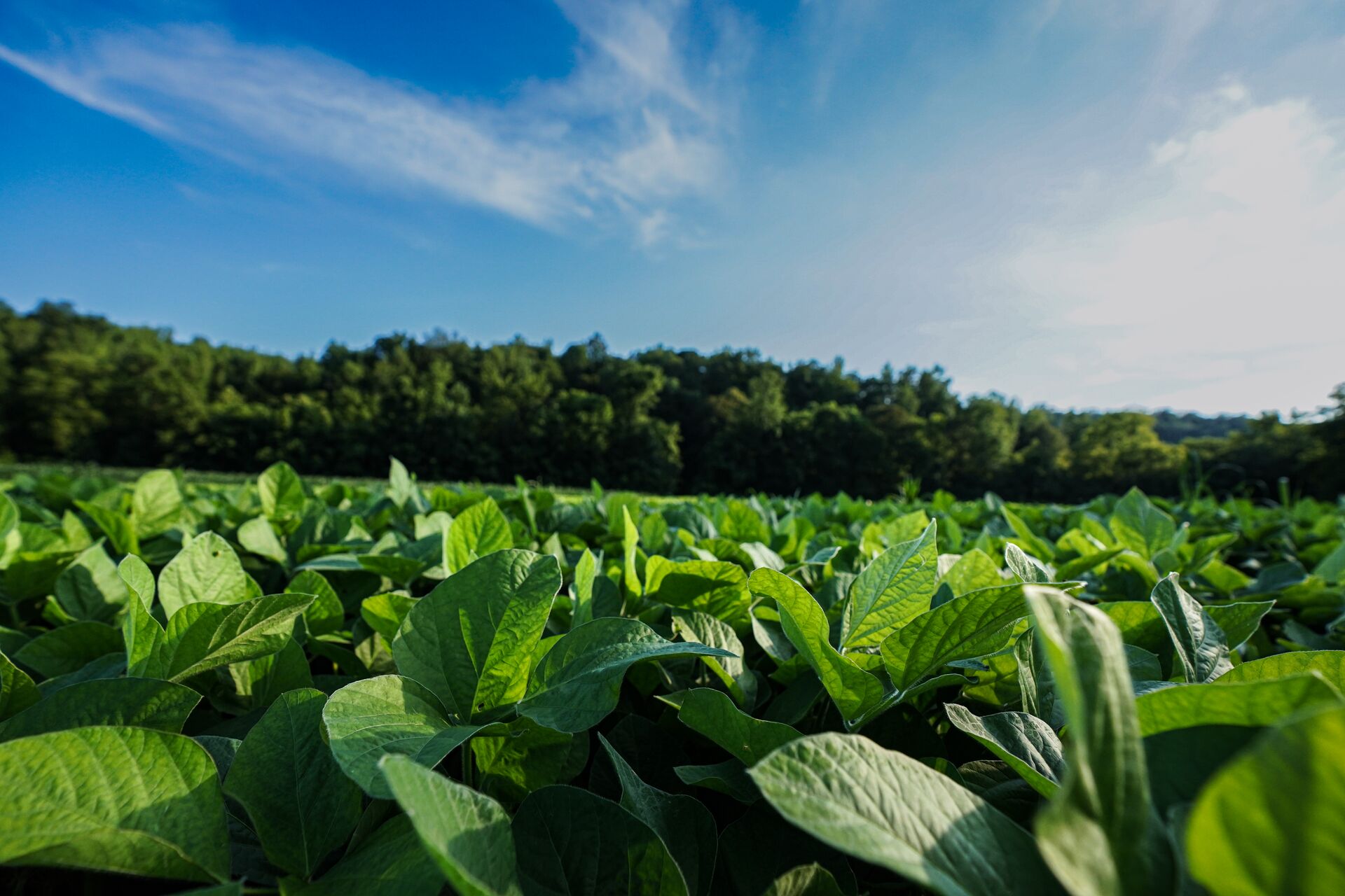 Close-up of plants in a food plot for deer. 