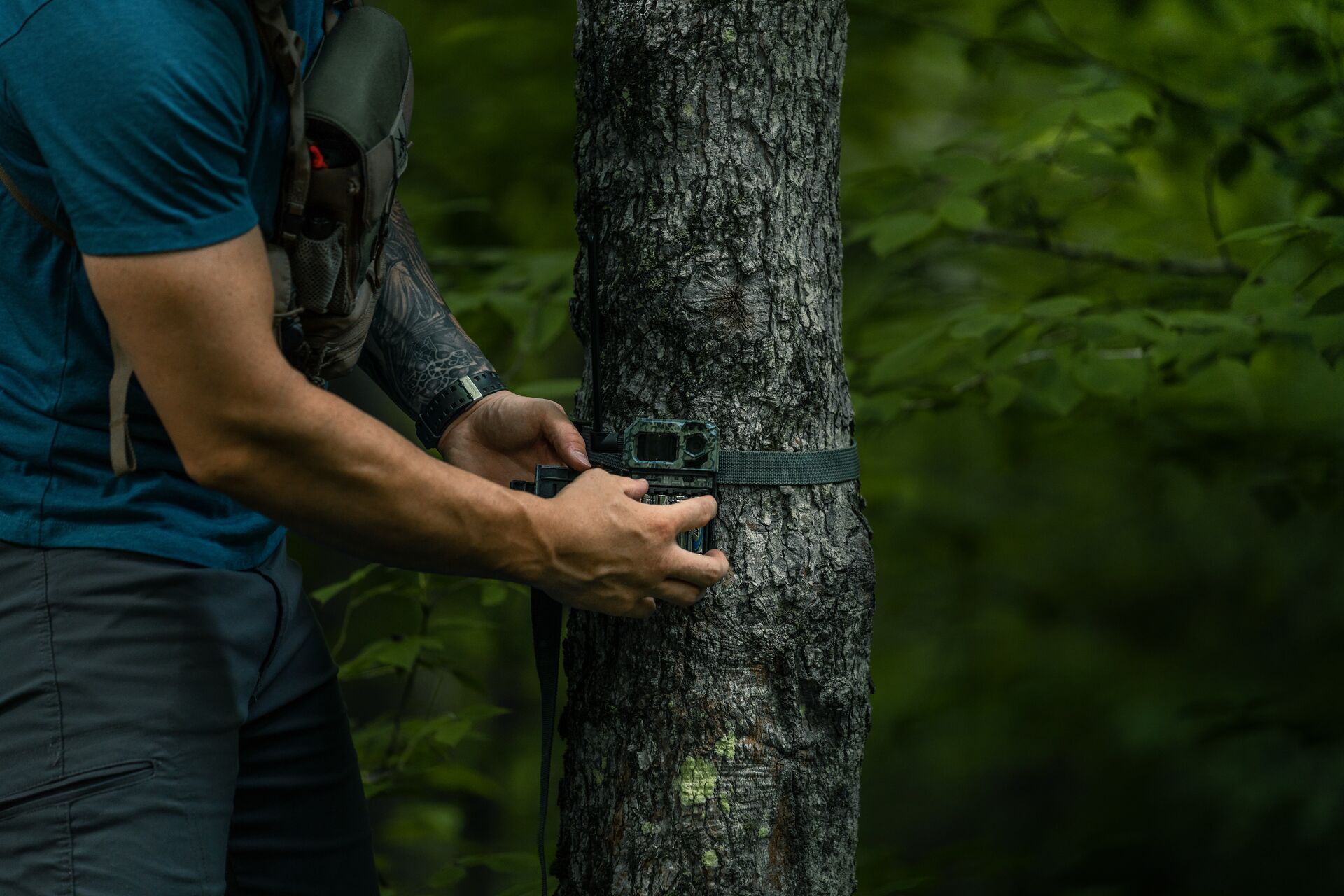 Hunter puts trail camera on a tree, scout for deer in the summer concept. 