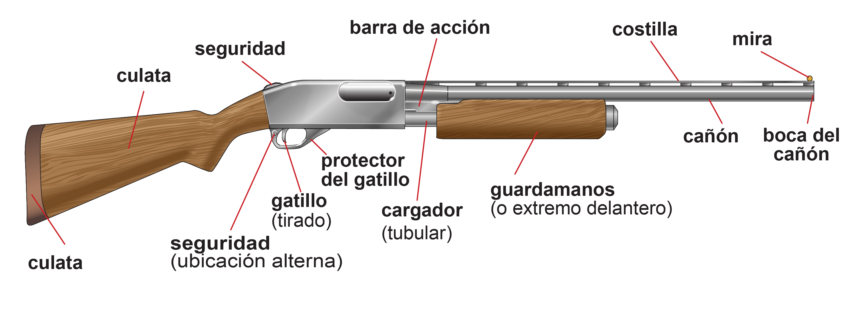 Illustration of the parts of a gun in Spanish. 