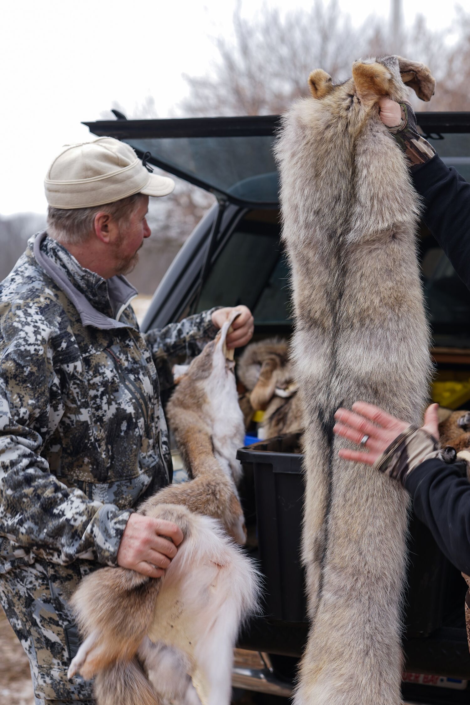 Hunters with coyote pelts in the back of a truck. 