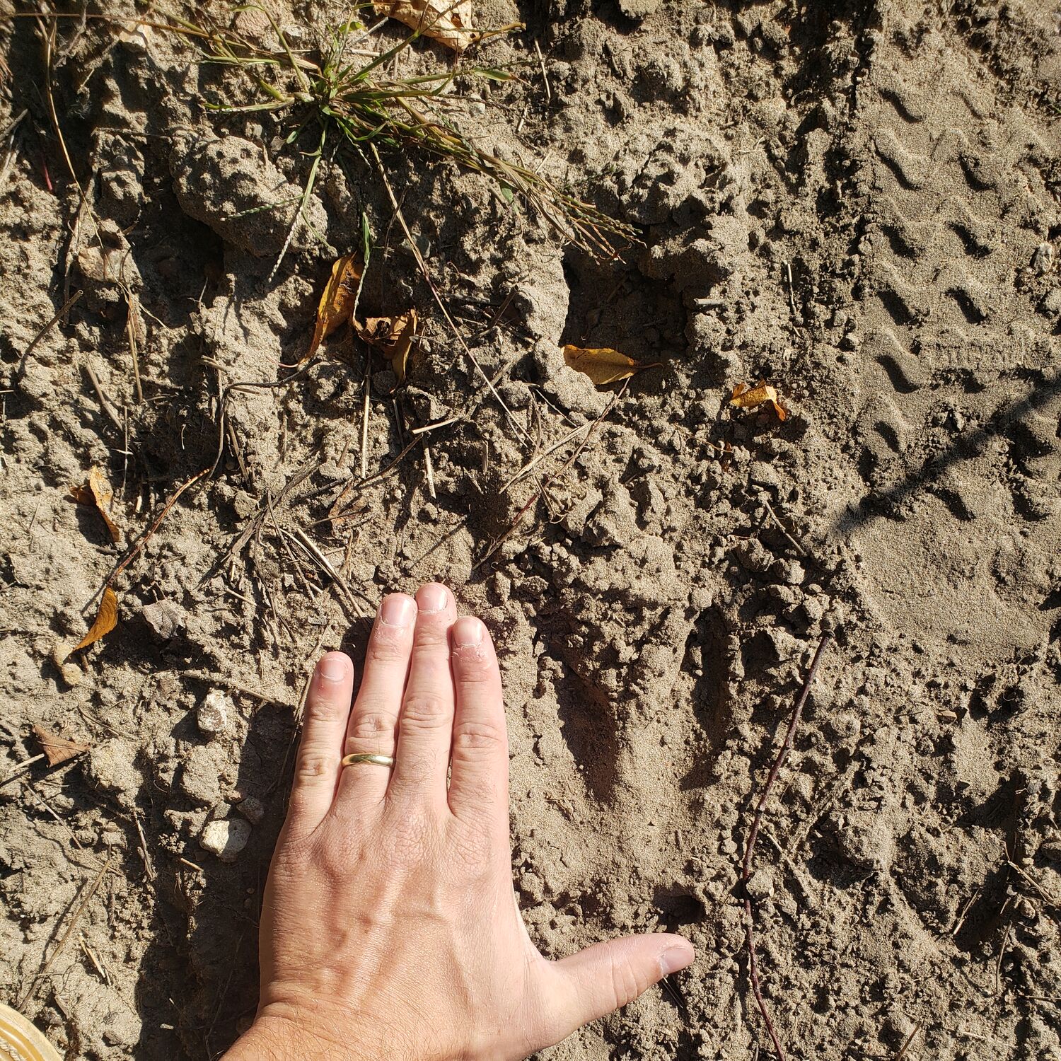 Deer tracks on the ground next to a human hand. 