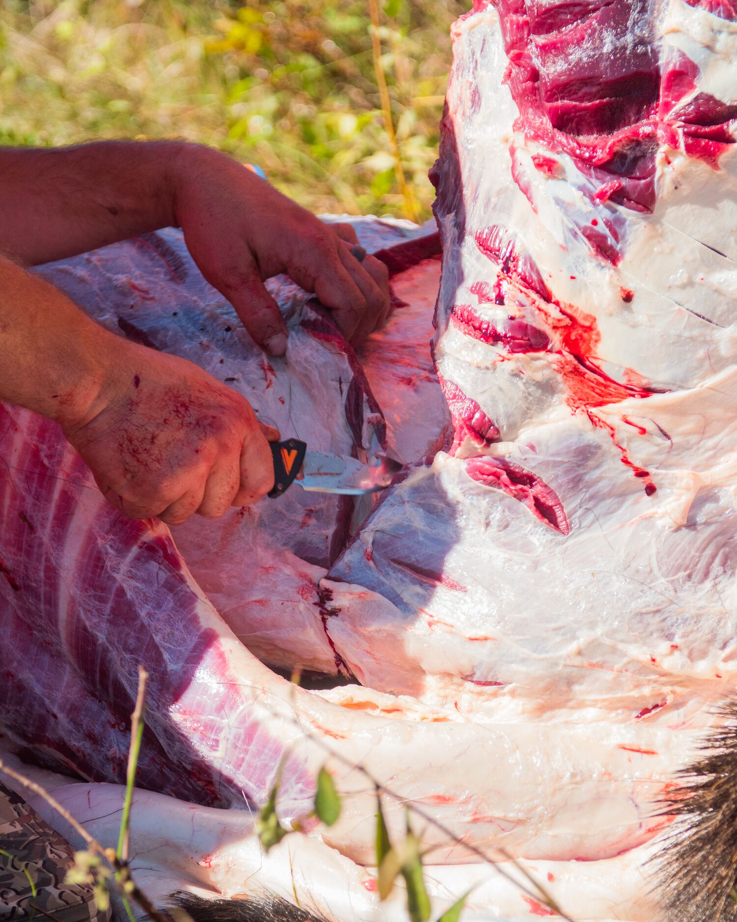 Field dressing and processing wild game meat in the field. 