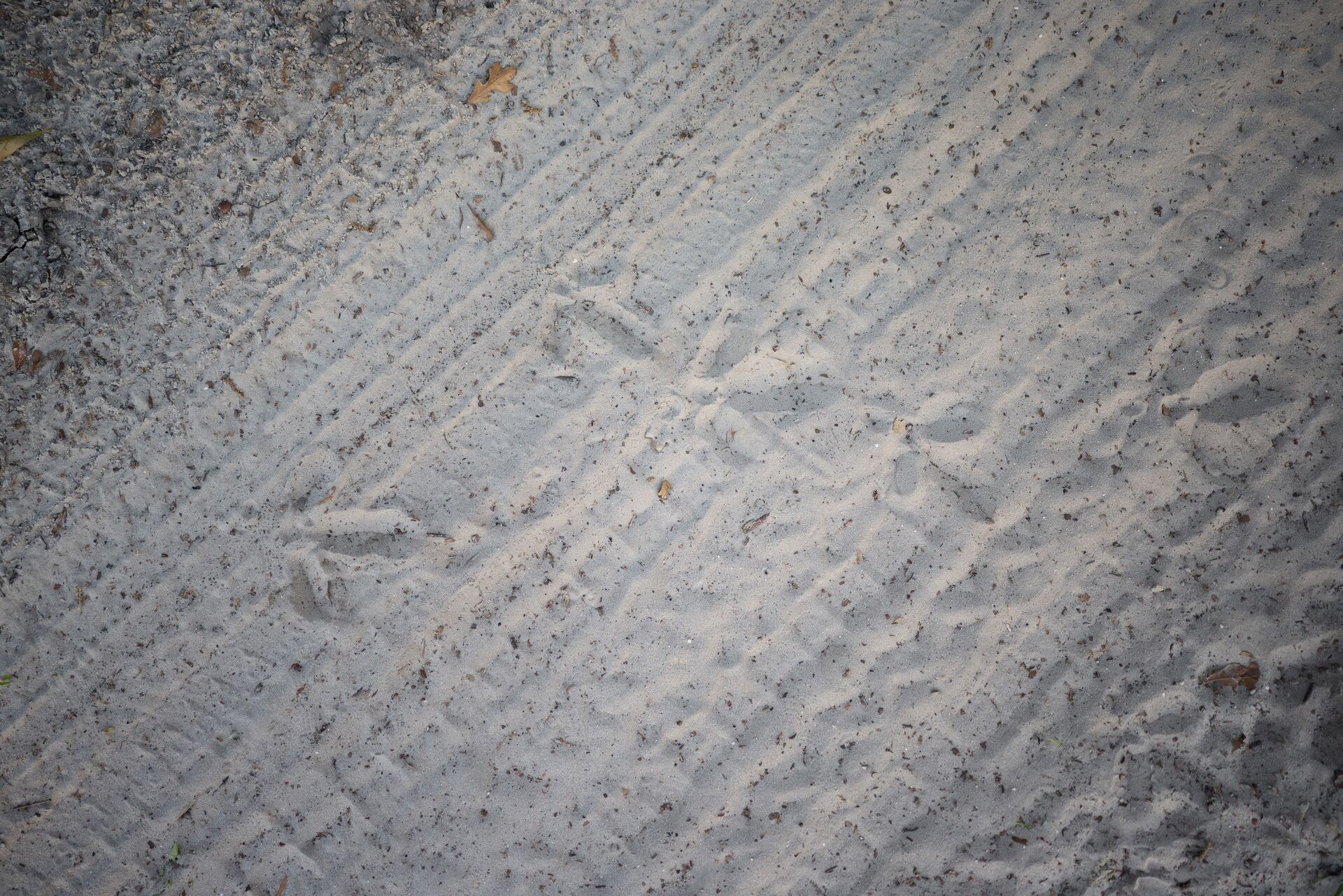 Turkey tracks in the sand, how to get into hunting concept. 
