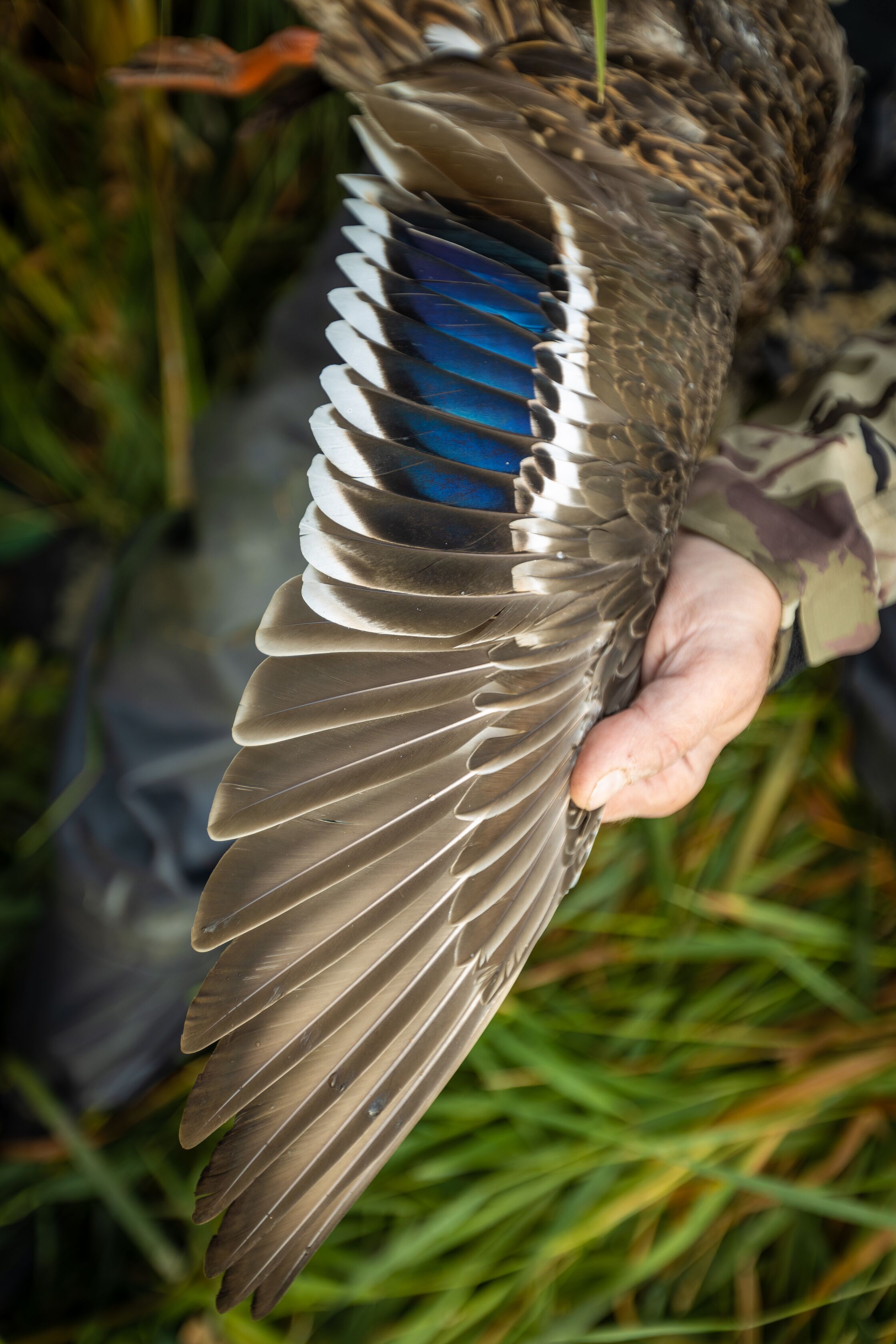 Hunter shows off the wing of a waterfowl bird after a hunt. 