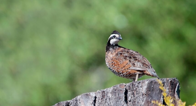 A quail on a wood stump, quail hunting season California concept. 