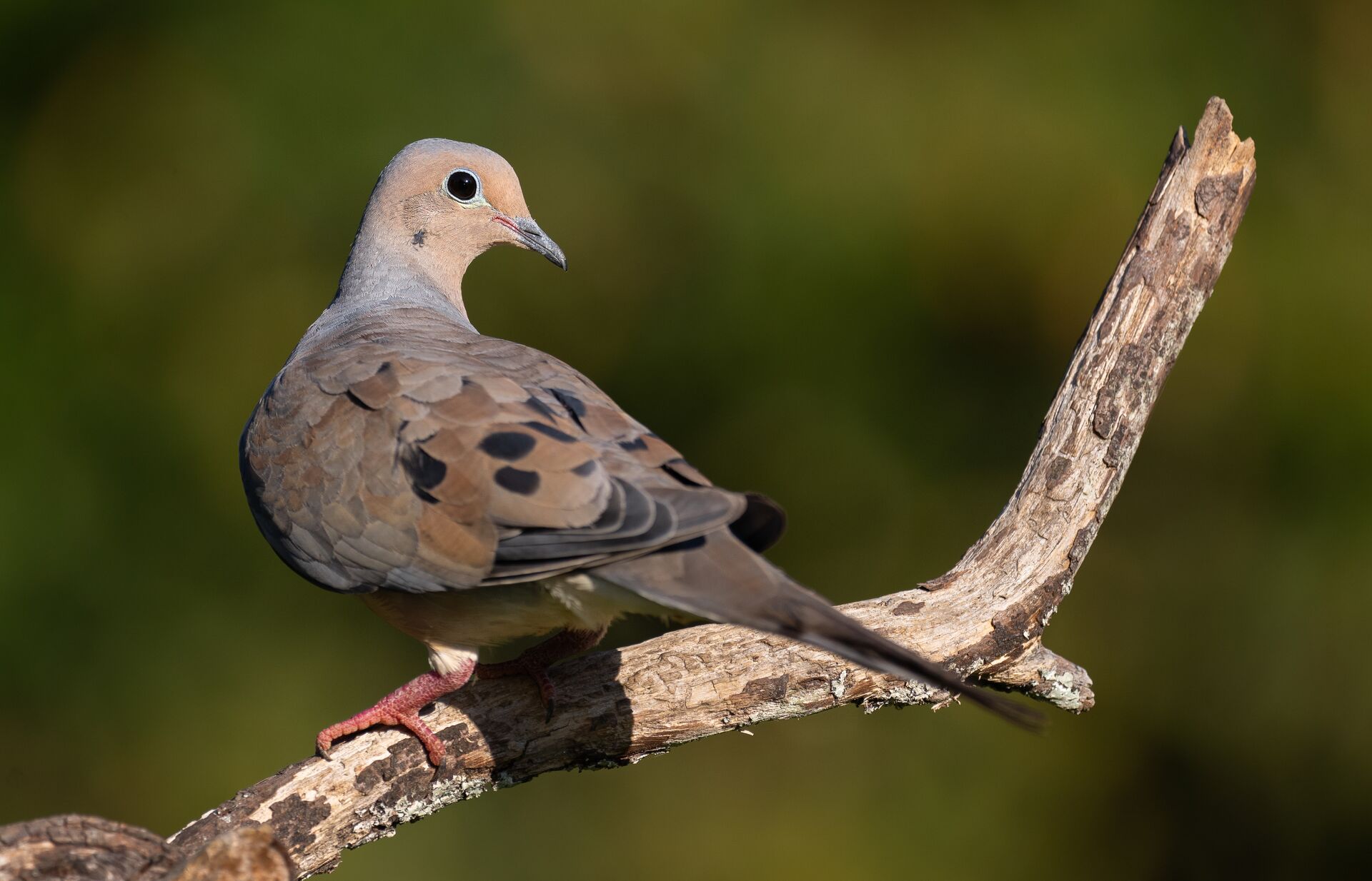 Dove on a tree limb, what is upland hunting concept. 