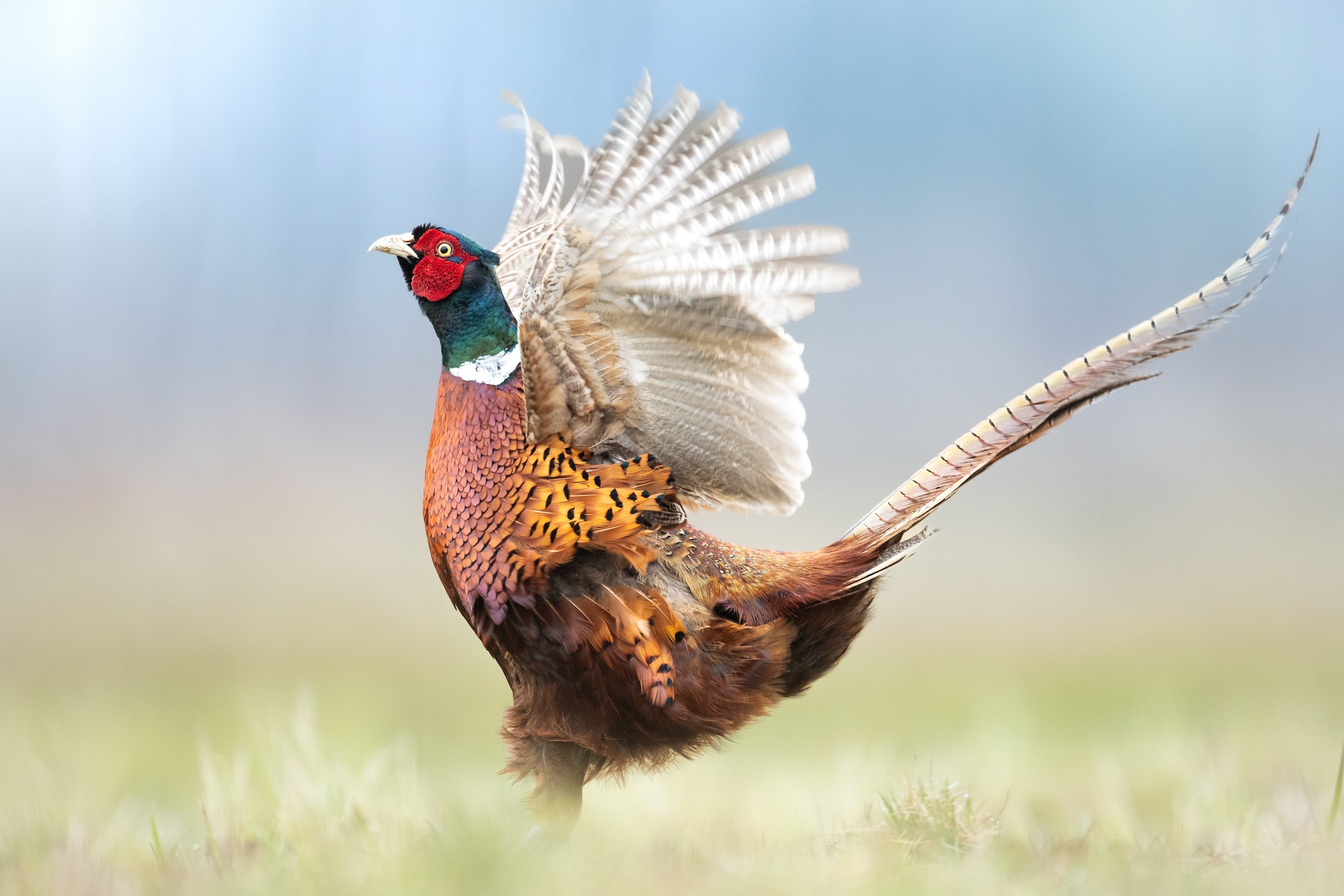 Pheasant spreads its wings. 