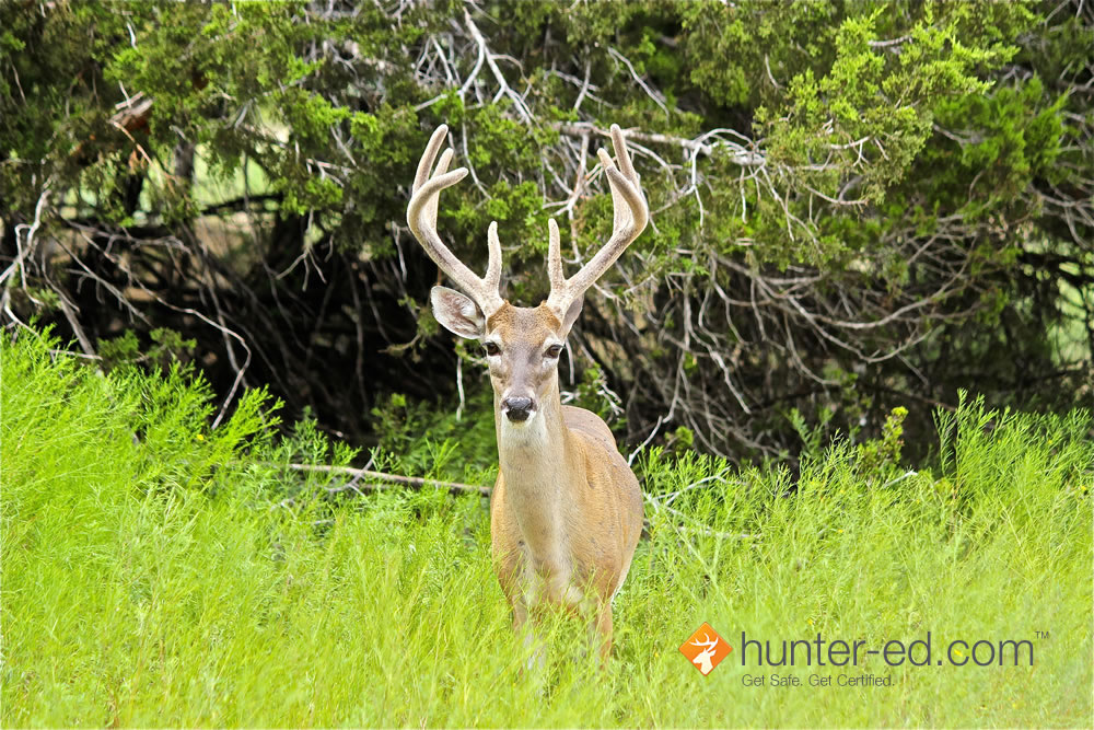 A deer in a field, is hunting ethical concept.