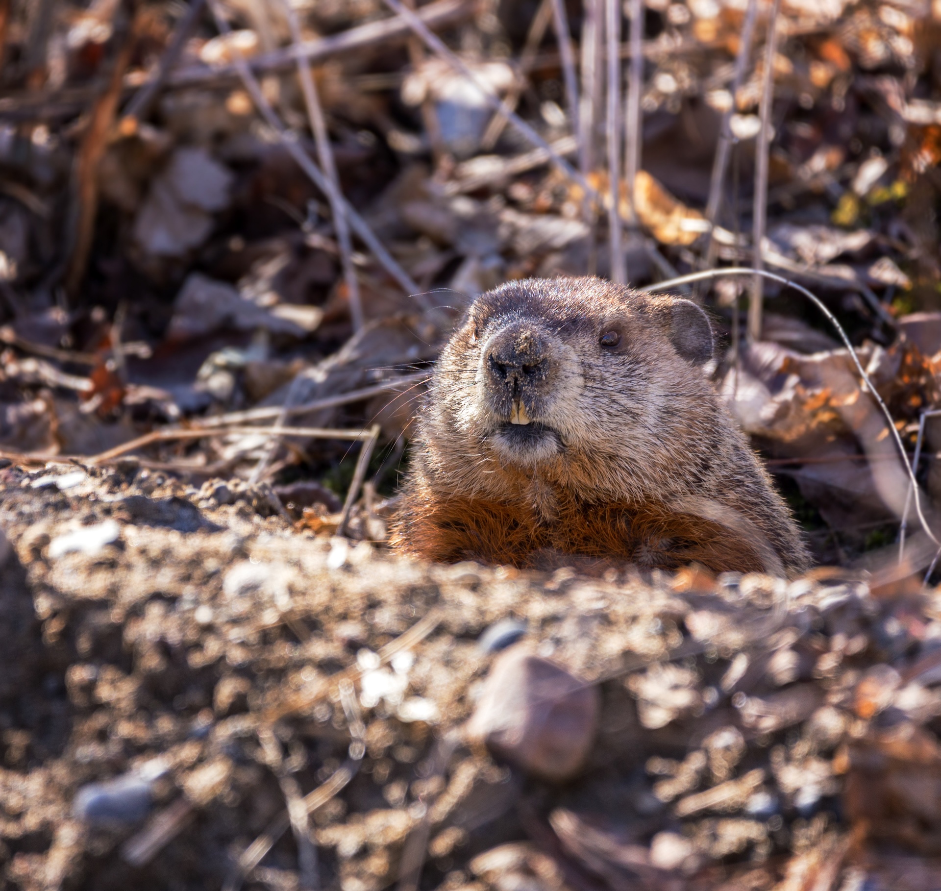 Groundhog looking out of a hole in the ground, hunting groundhogs in PA concept. 