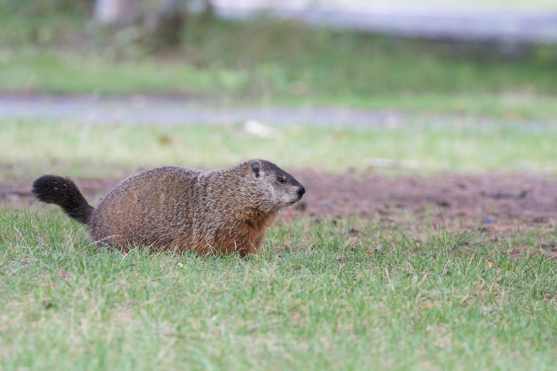 Groundhog on the ground, hunting groundhogs in PA concept. 
