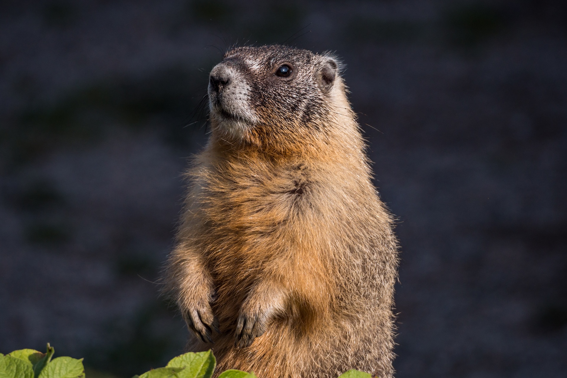 Close-up of a groundhog standing up, groundhog hunting in PA concept. 