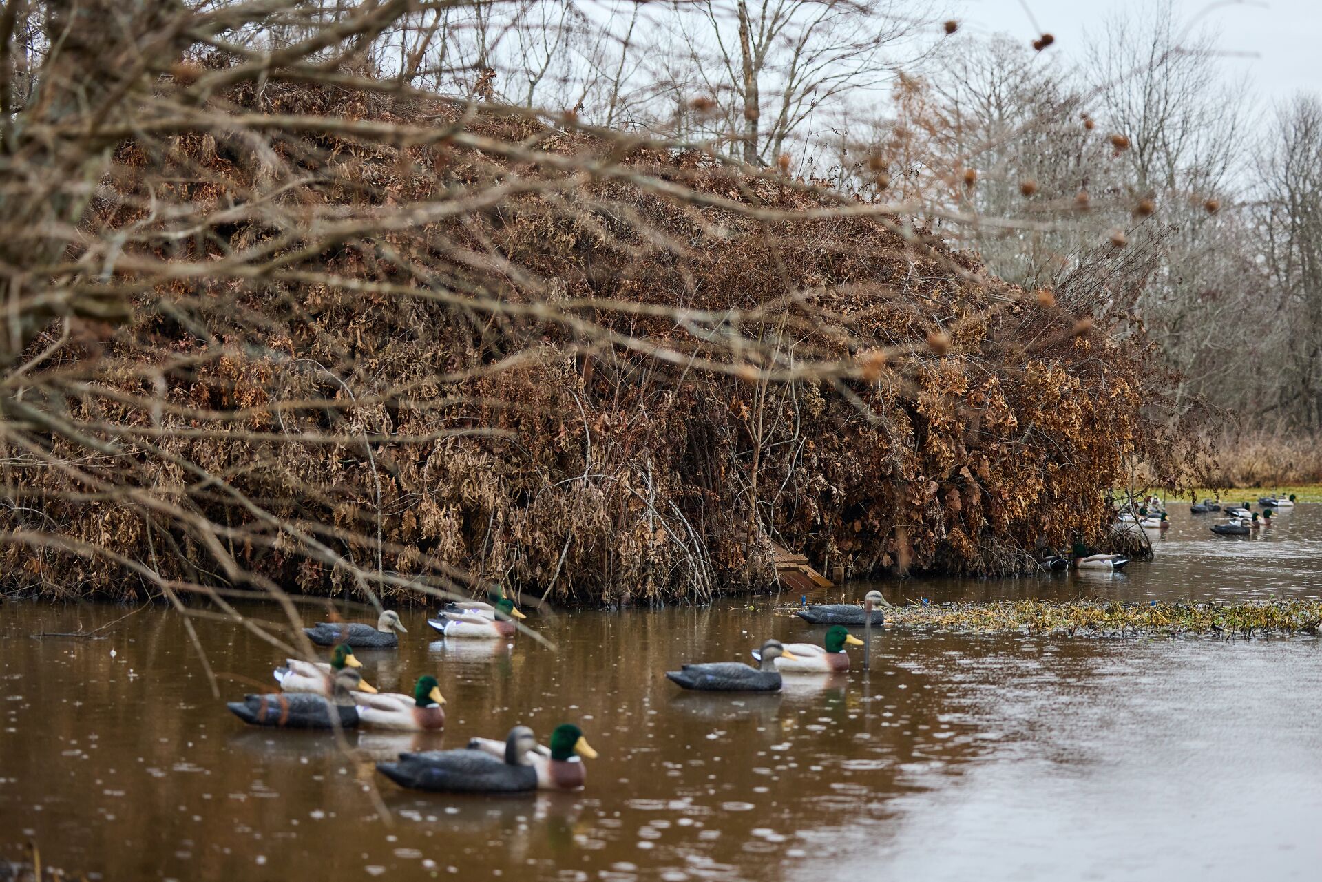 Duck decoys on water near blind, waterfowl hunting tips concept. 