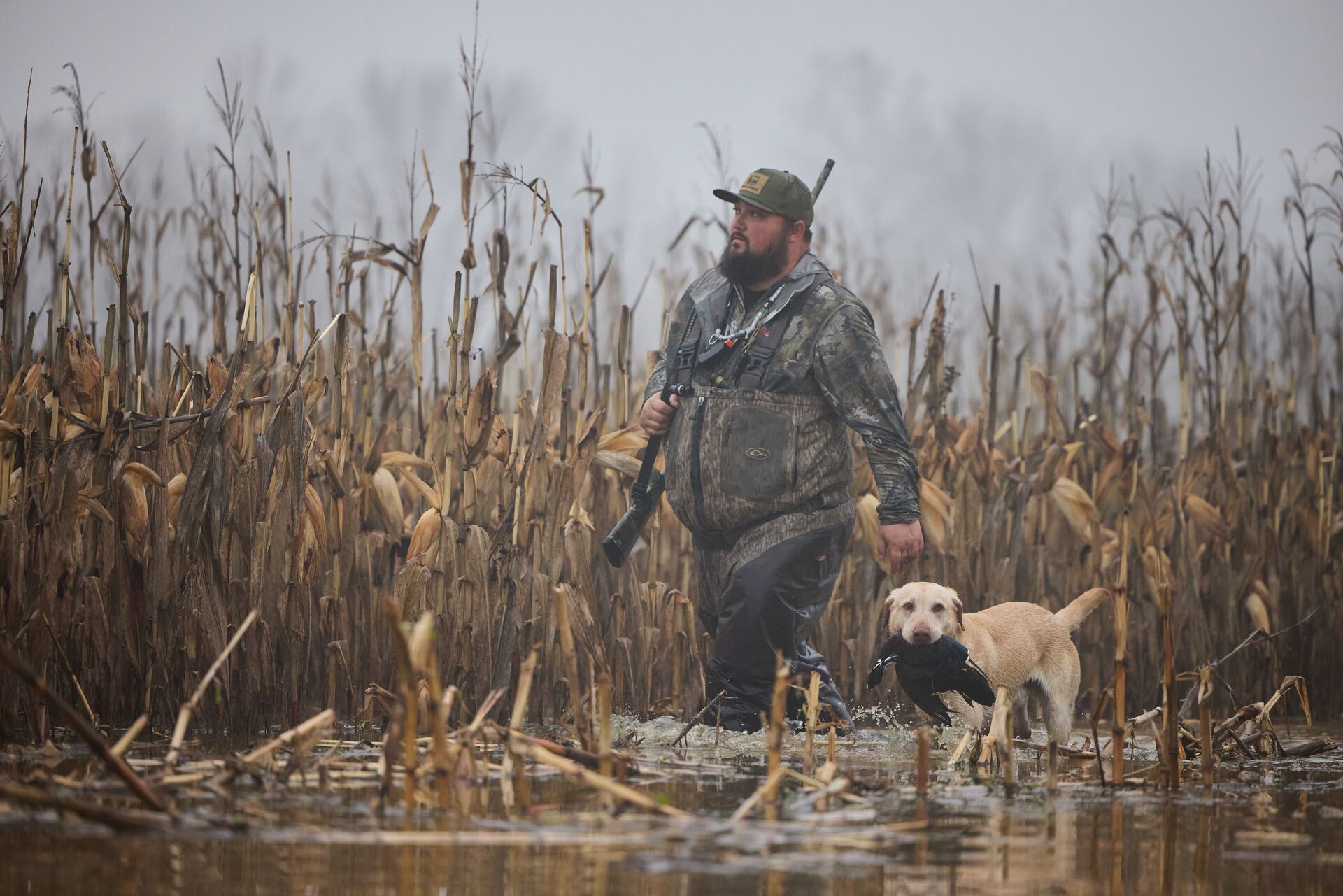 Hunter with dog carrying bird during duck hunt. 
