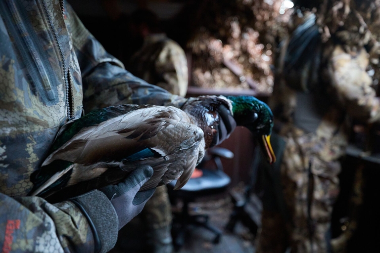 Hunter holds duck after hunt, duck hunting advice concept. 