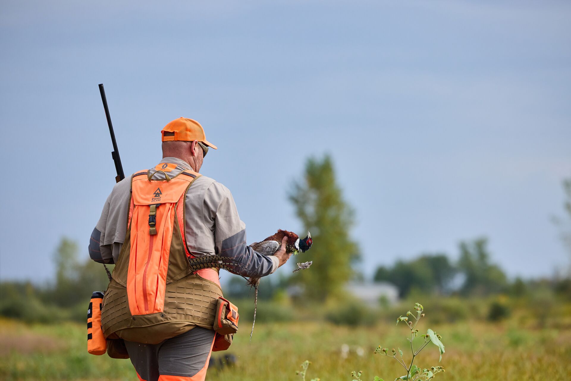 Hunter in orange with shotgun carries pheasant, what hunting season is open right now concept. 