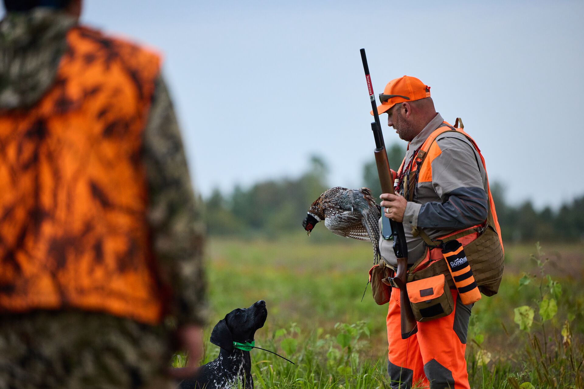 Hunters in blaze orange with dog and pheasant during hunt. 