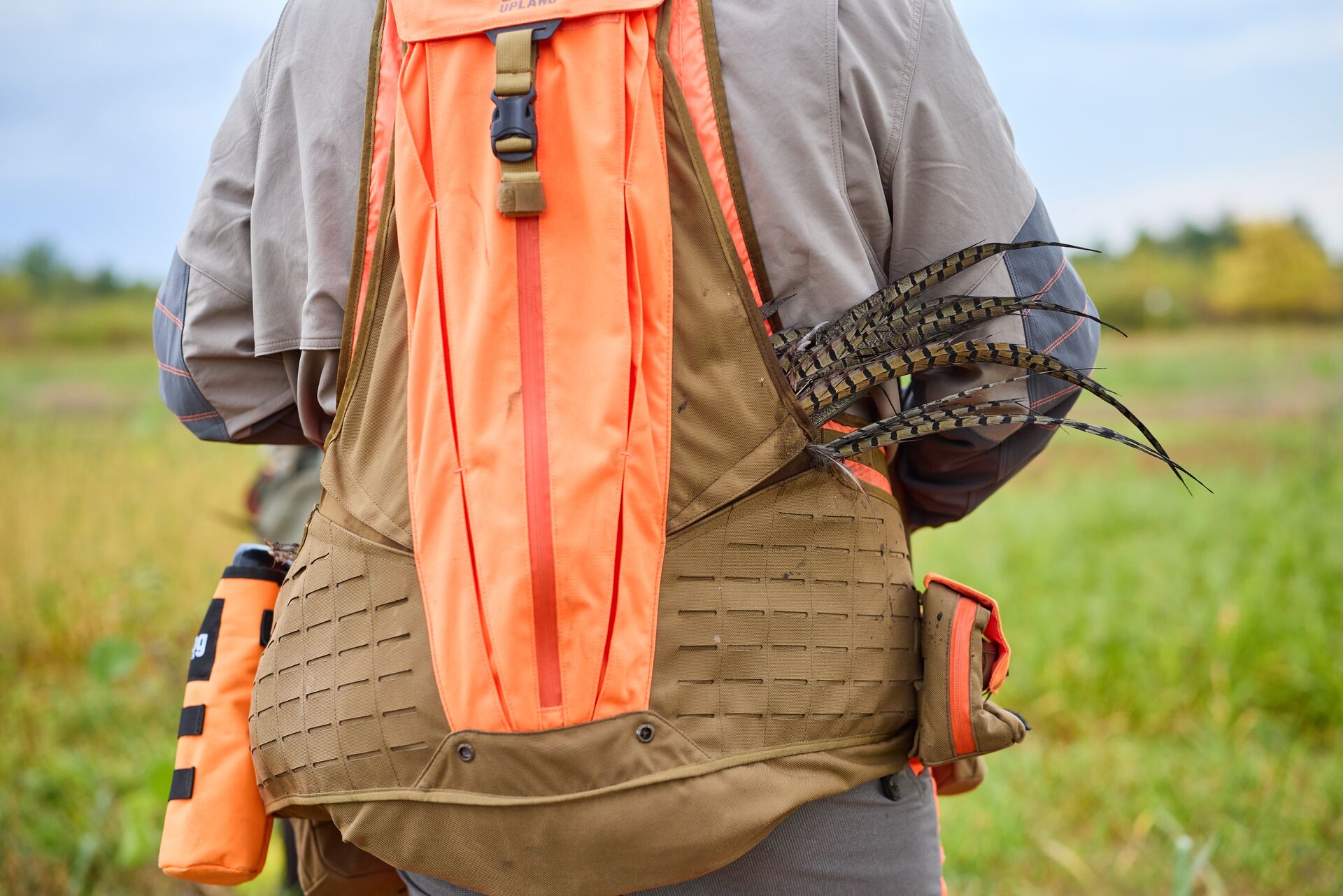 Close-up of pheasant tucked into hunter's pack. 