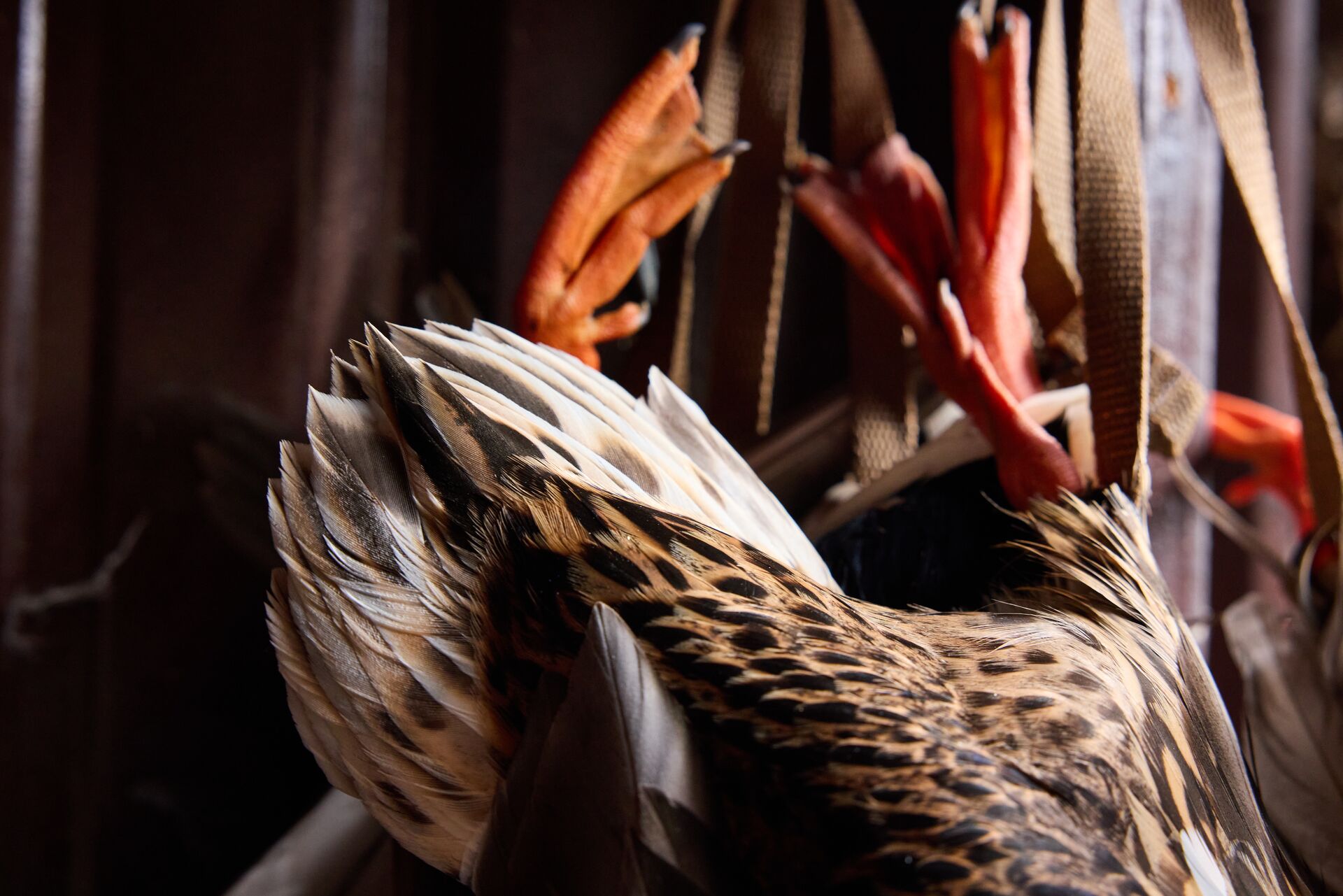 Close-up of duck hanging in blind after hunt, NC duck season concept. 
