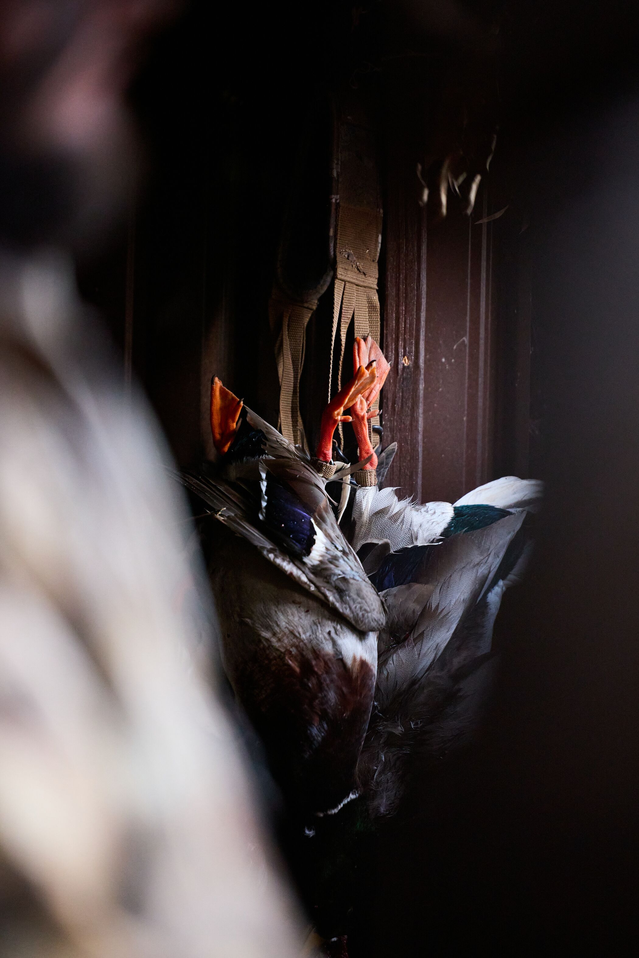 Ducks hanging in blind after hunt. 