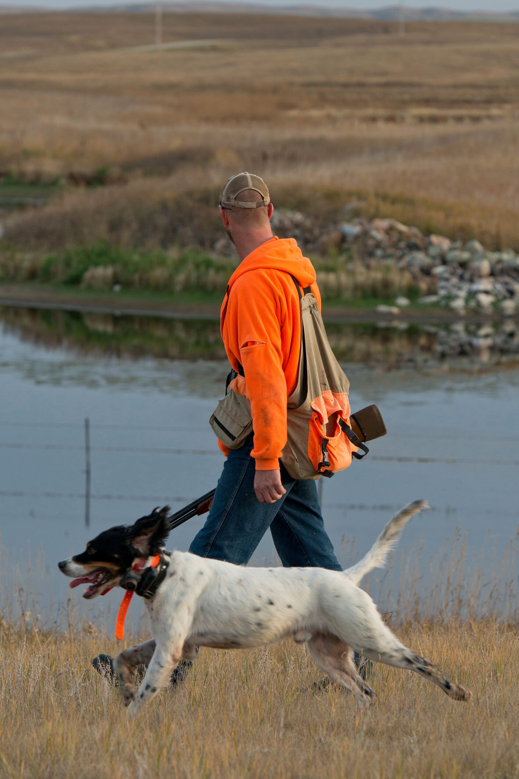 Hunter in blaze orange walks with dog, Montana pheasant season concept. 