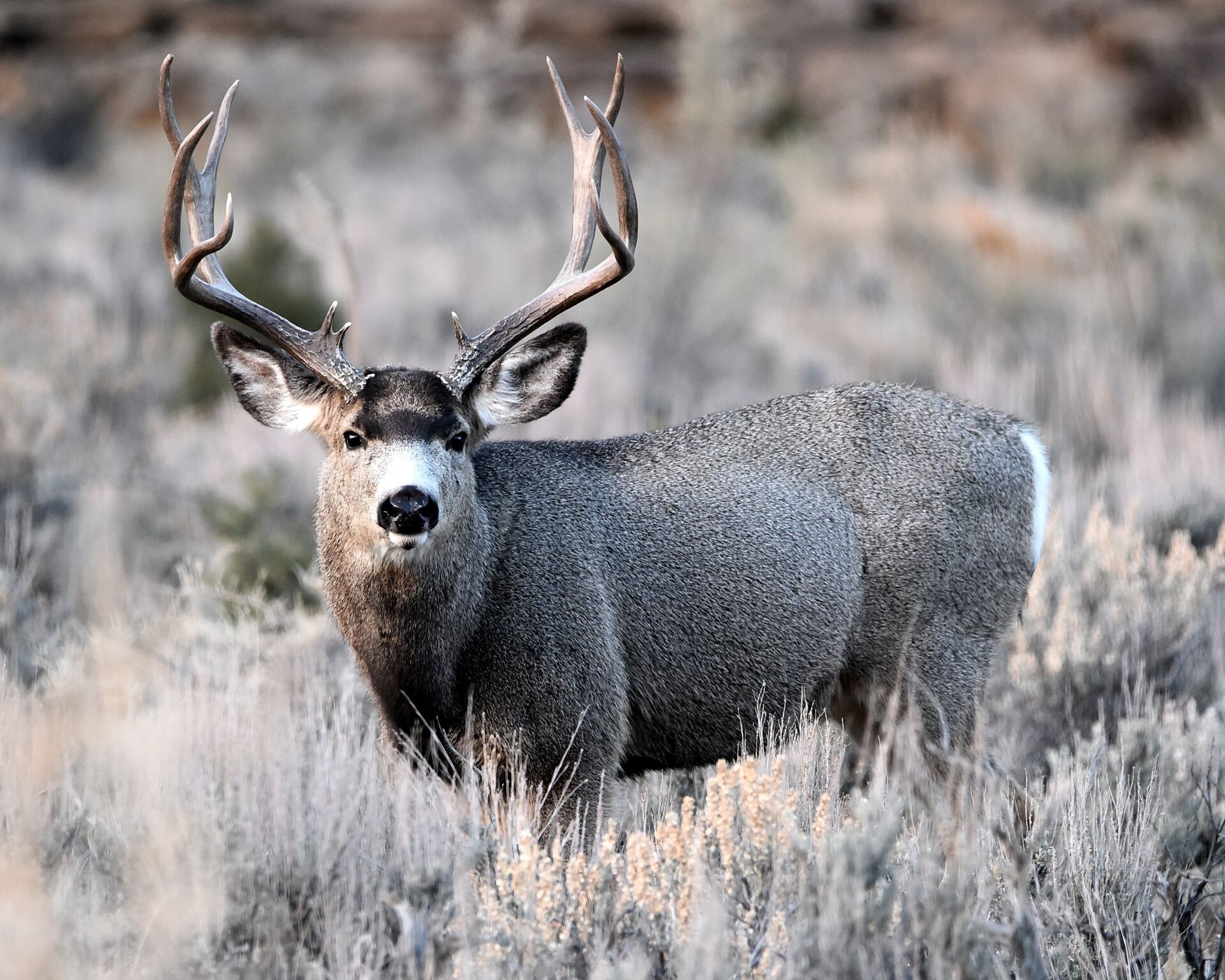Buck mule deer in tall brush, Arizona mule deer hunting concept. 