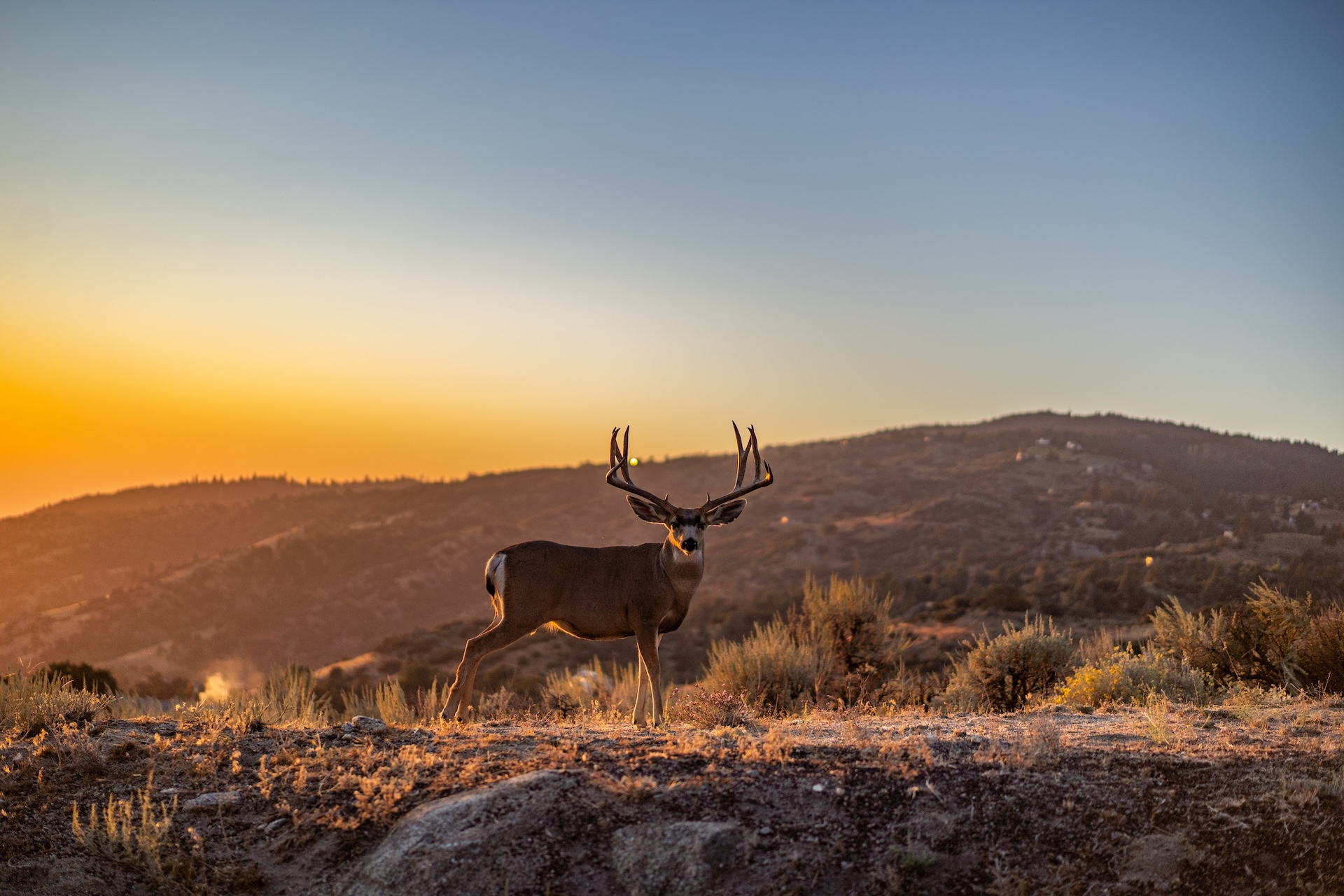 Buck mule deer on a ridge in the distance.