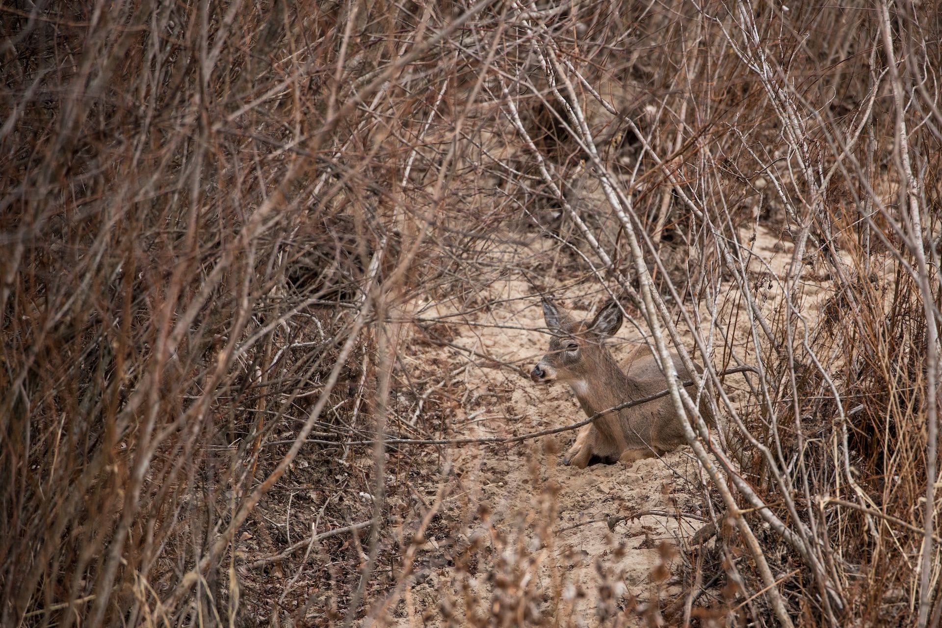 Doe hidden in bedding area, doe bedding concept. 