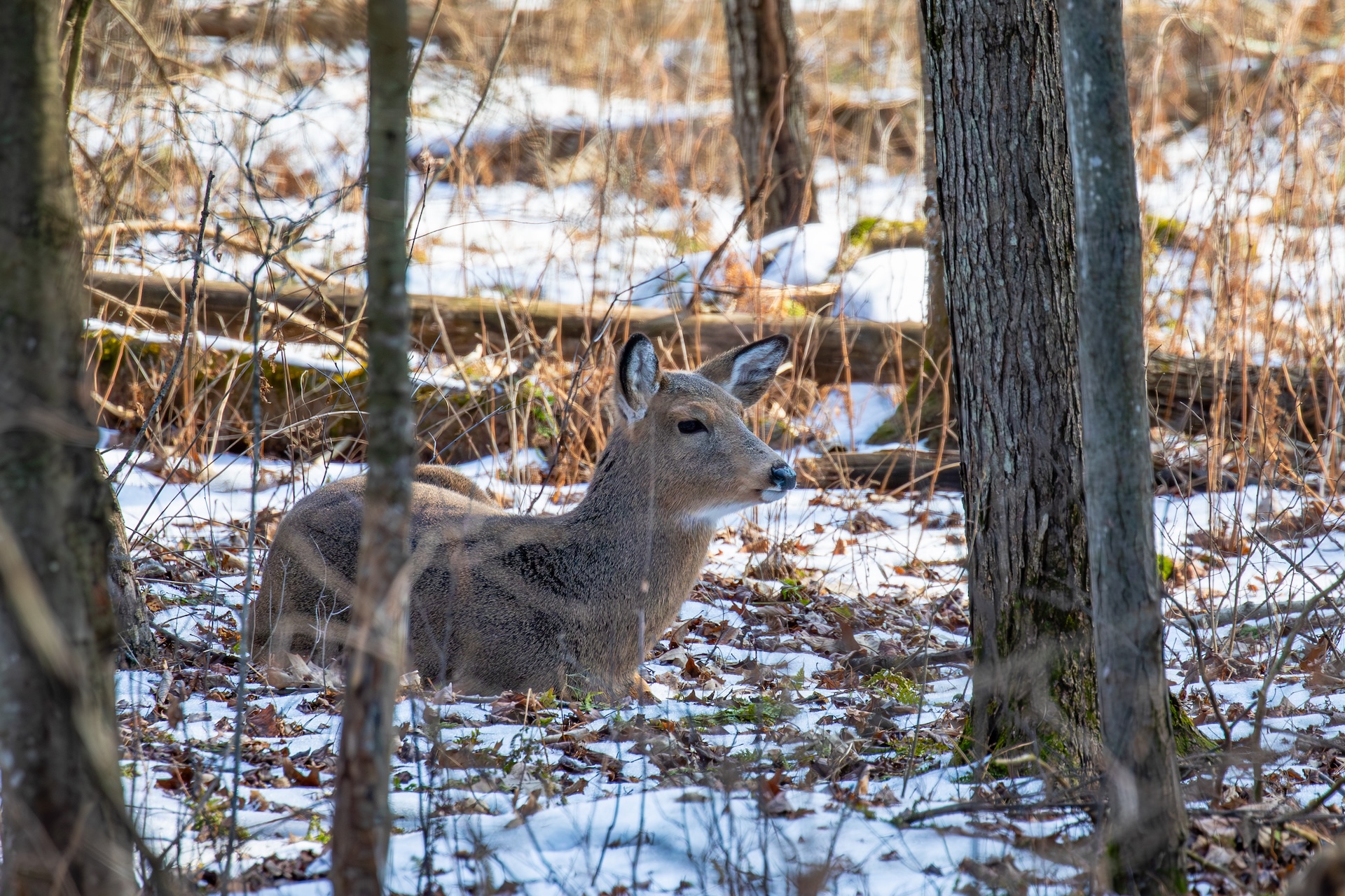 Doe in bedding area in trees, how to hunt bedding areas concept.