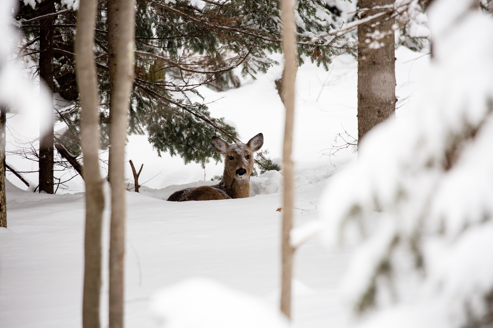 Doe in a snowy bedding area in trees.