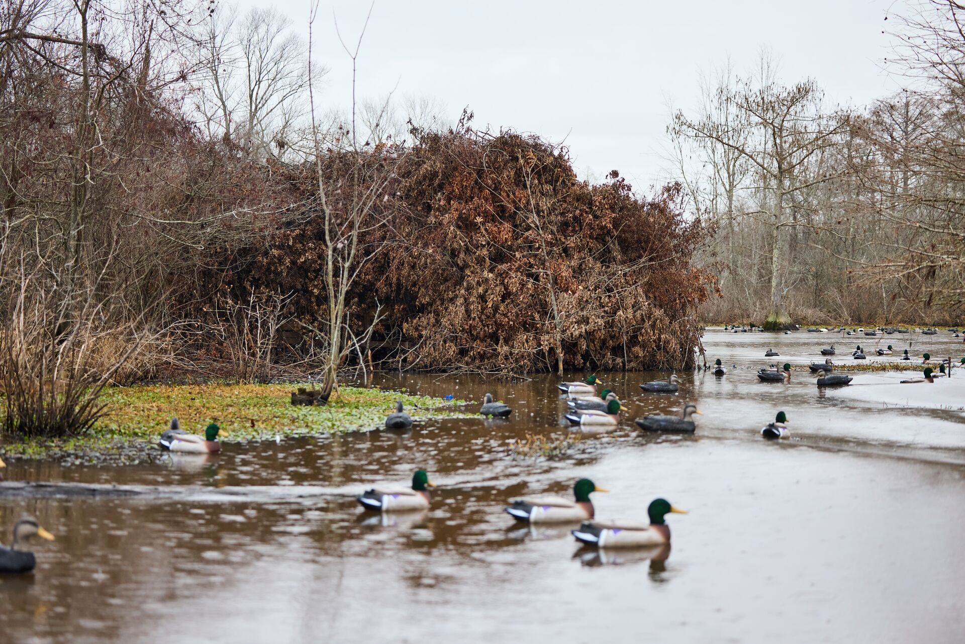Duck decoys on the water, how to set up duck decoys concept. 