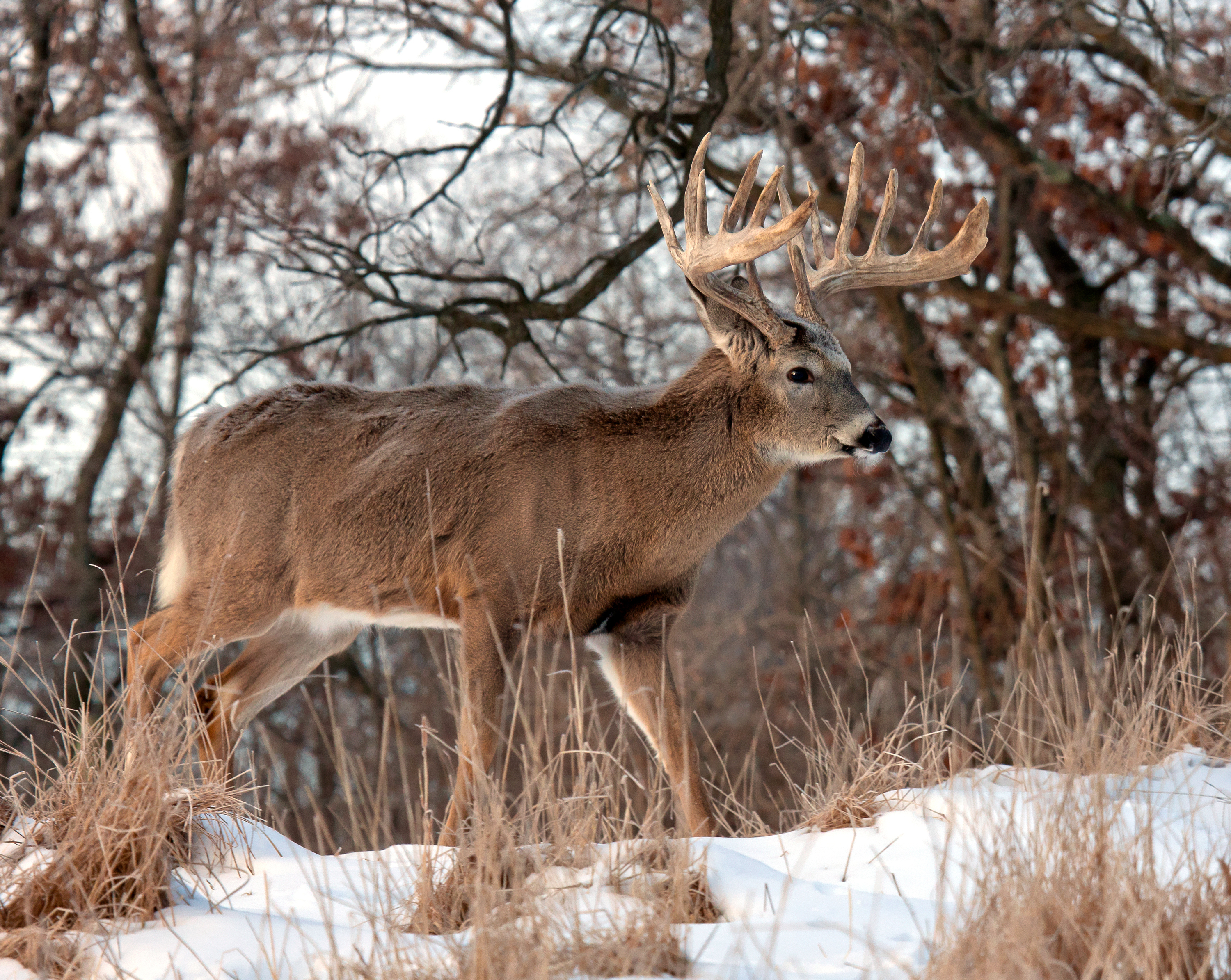 A deer in the snow, hunting in Alaska concept. 