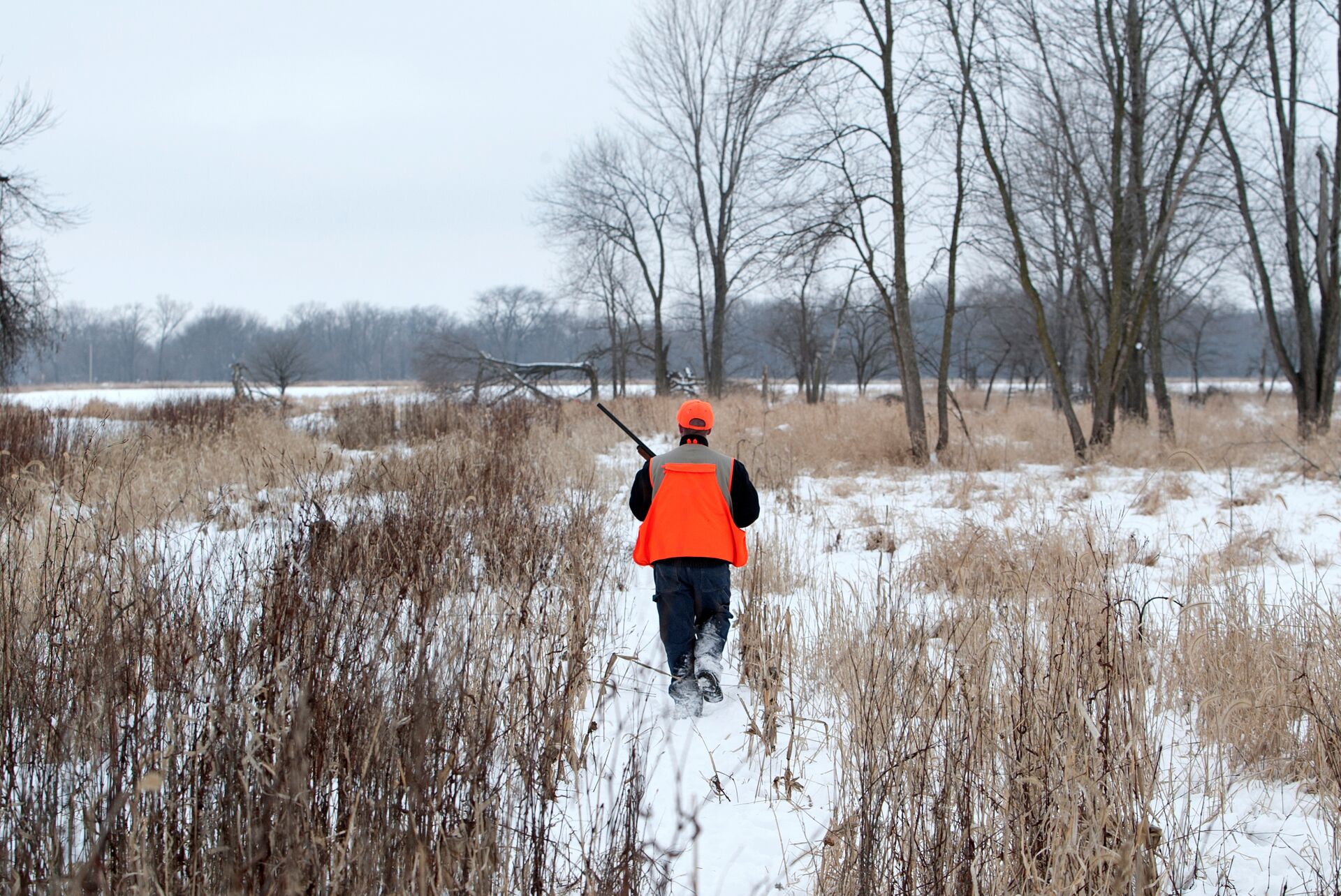 Hunter in blaze orange with firearm walks through snowy field.