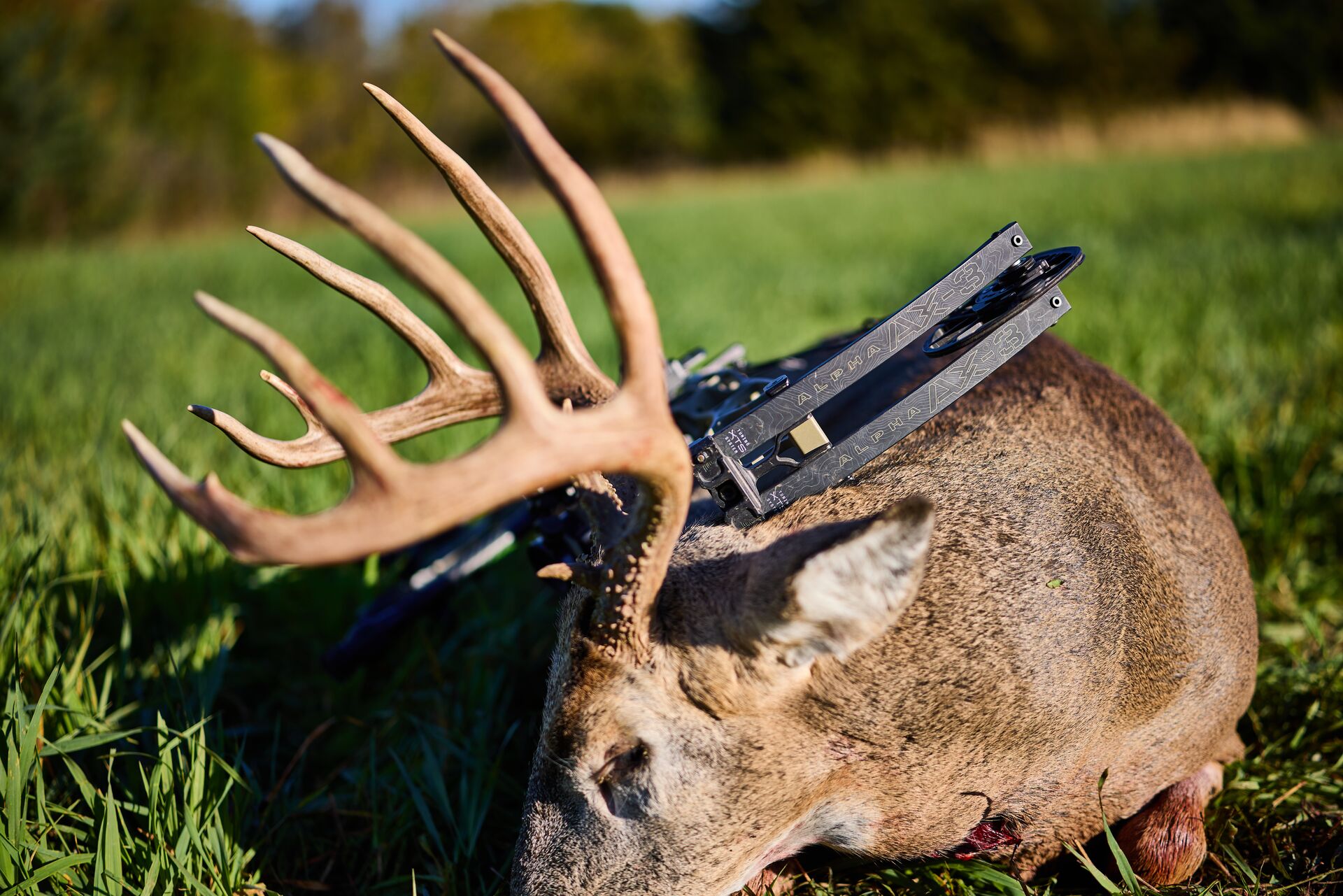 Buck on the ground with bow leaning against it. 