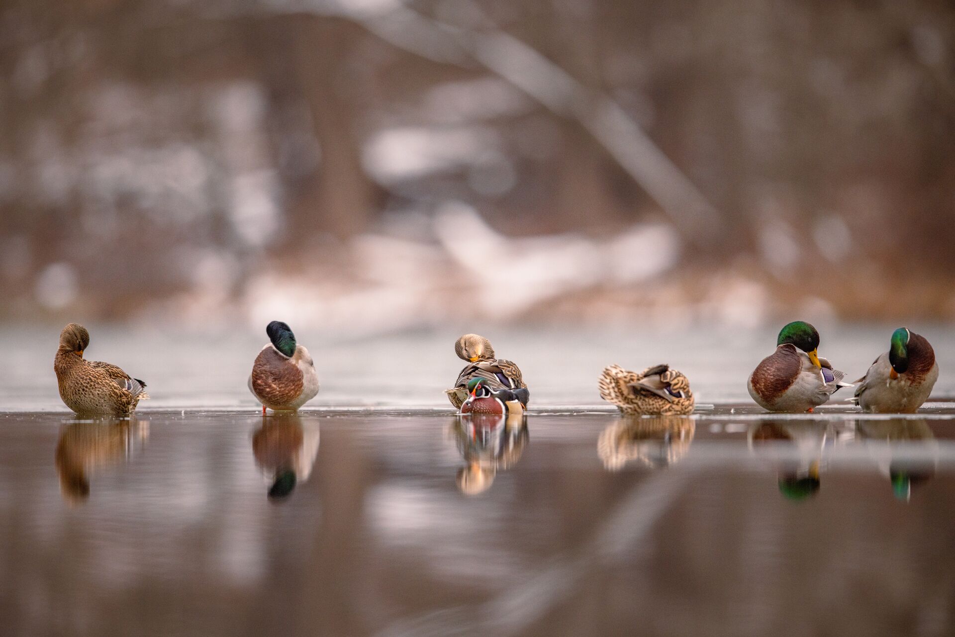 Several ducks in a row on still water, know the hunting regulations concept. 