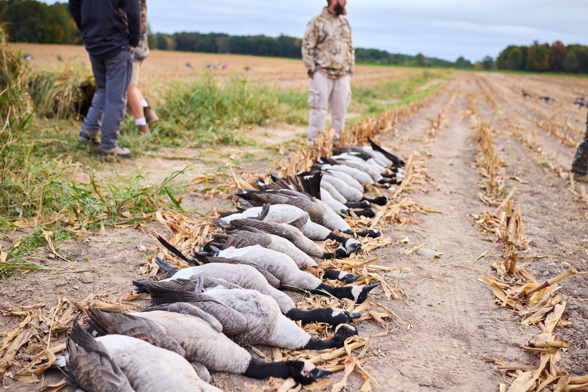 Row of geese on the ground after a hunt. 