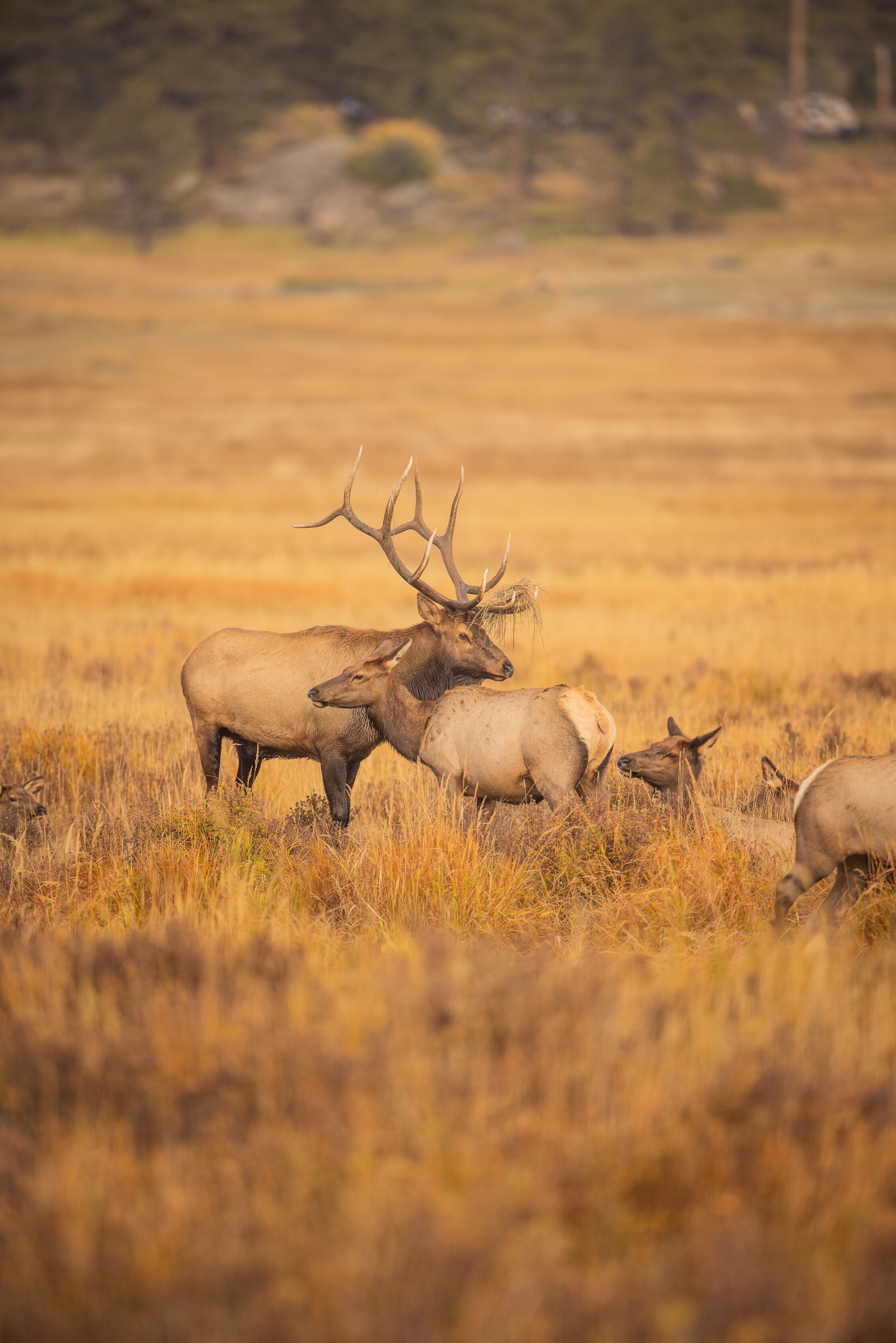 Bull elk with cows, Zack McQueen photography. 