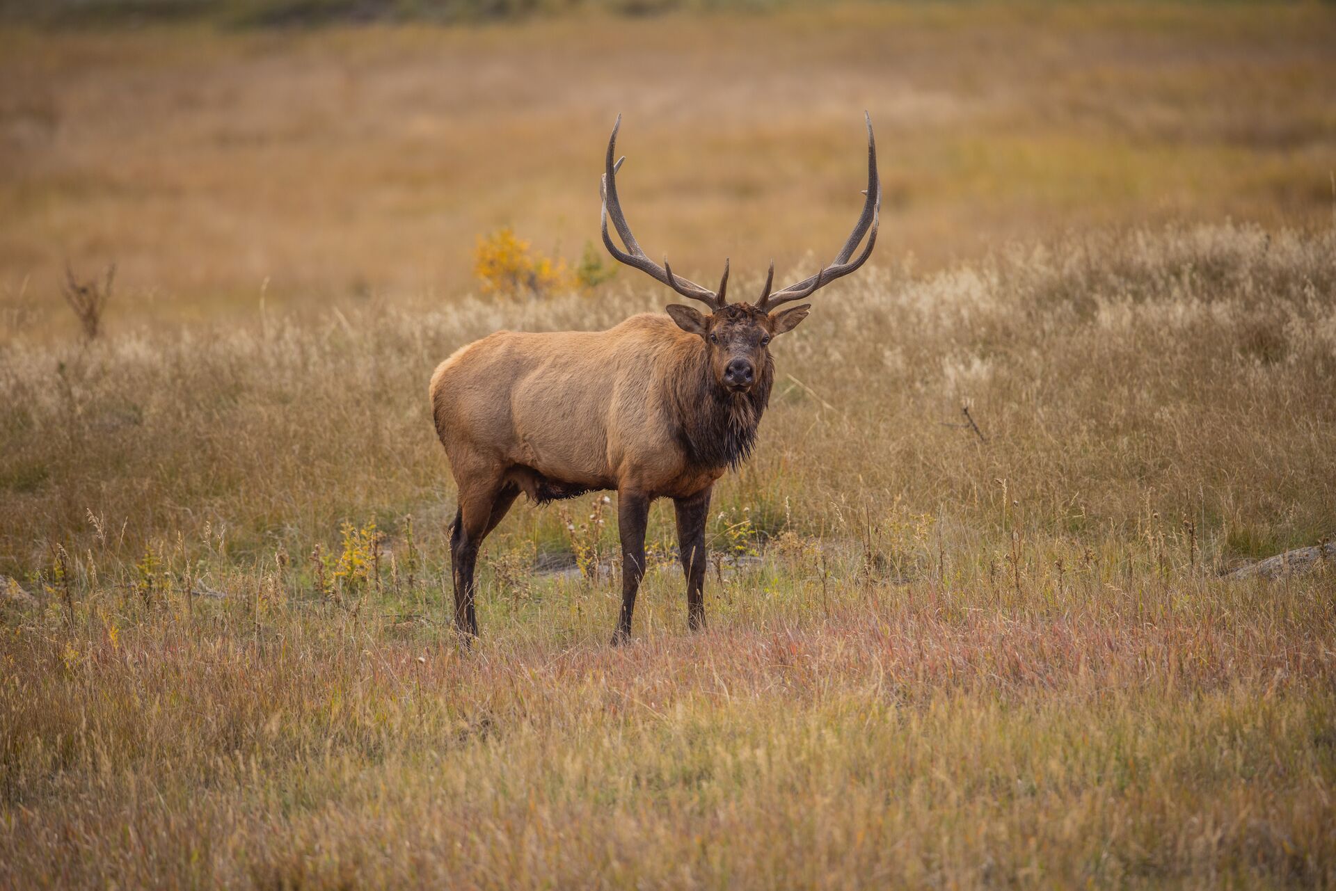 Large bull elk in clearing, what is an elk draw concept. 