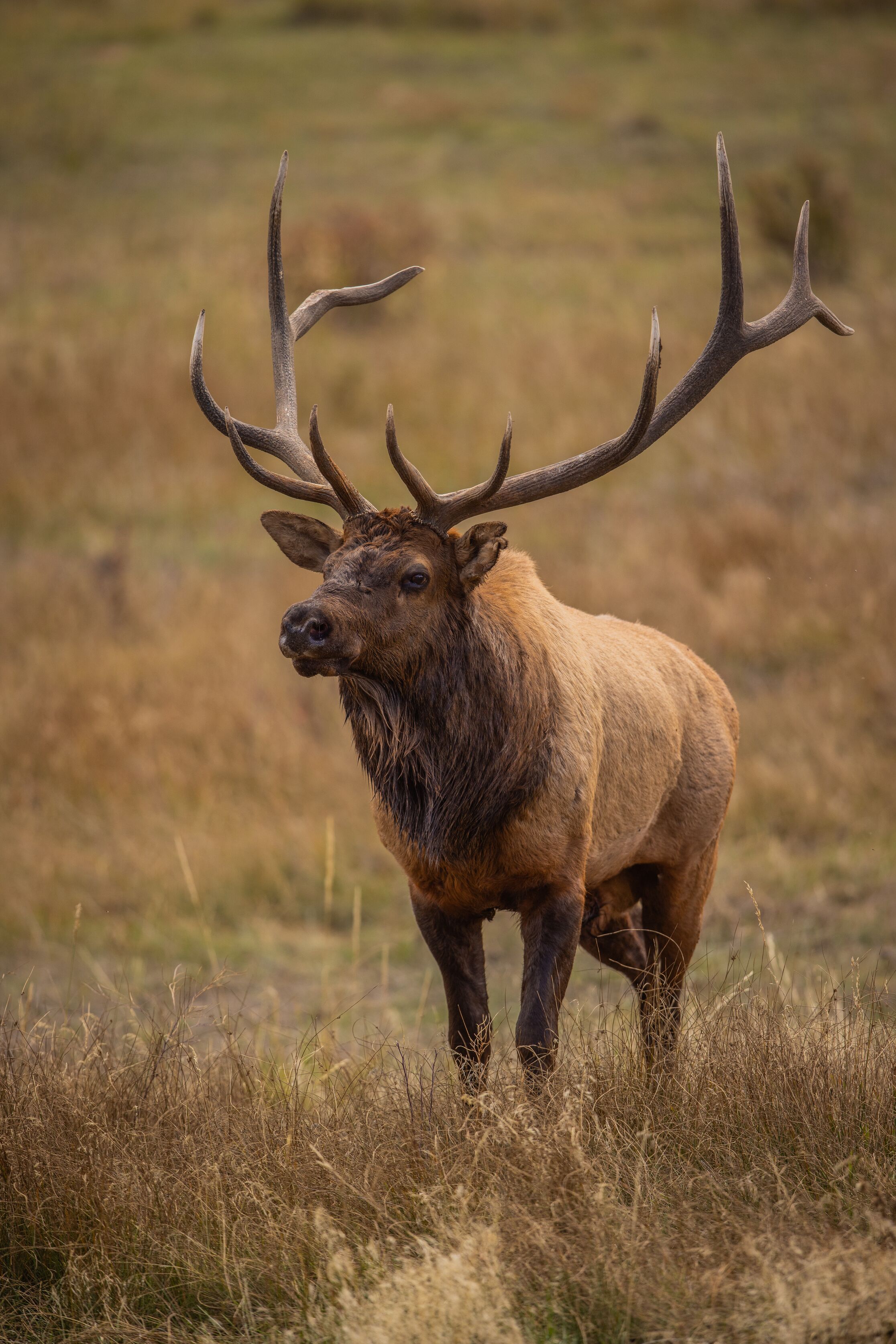 Close-up of bull elk in clearing, Zack McQueen photography. 