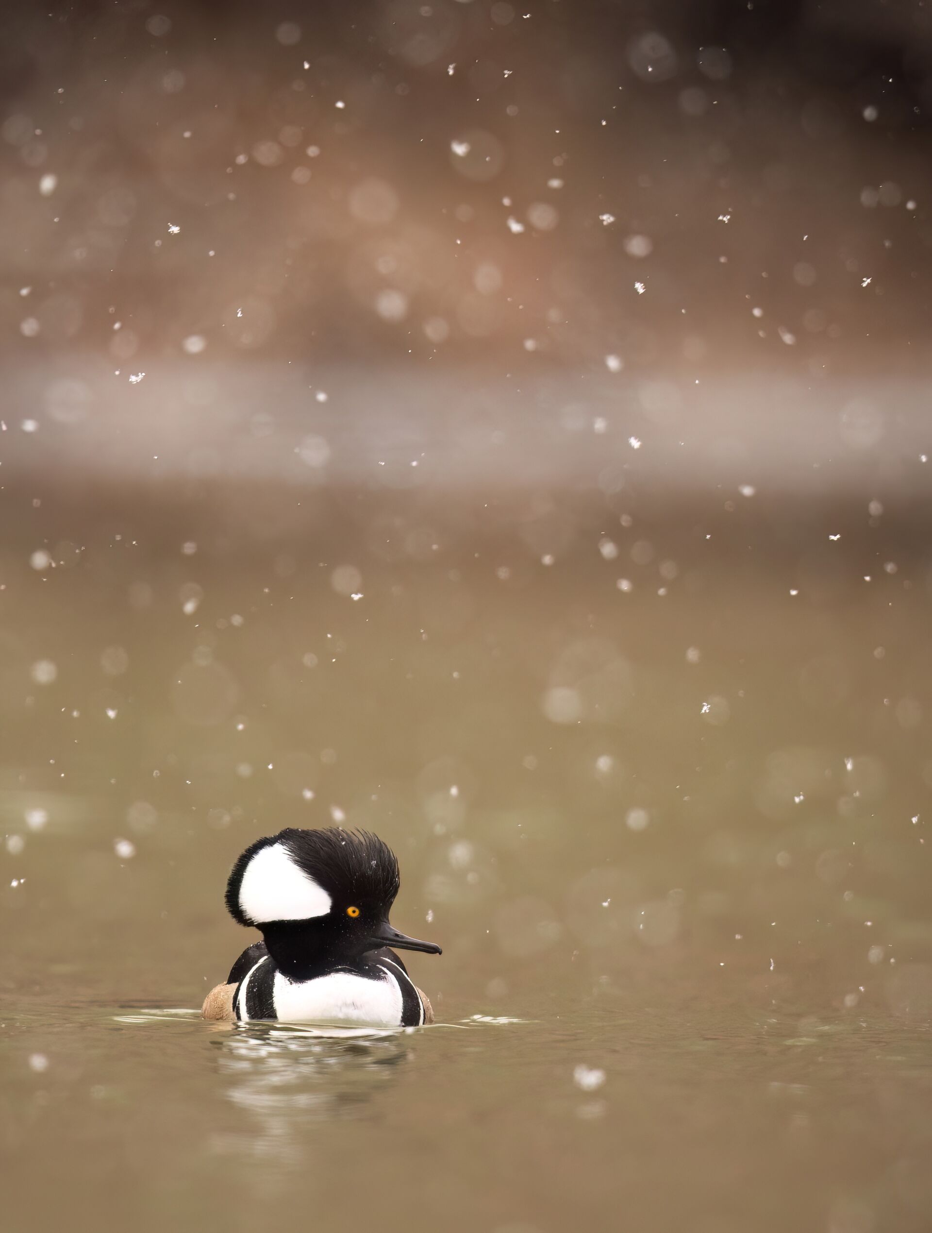 Single duck on water in rain, cold weather duck hunting tips concept. 