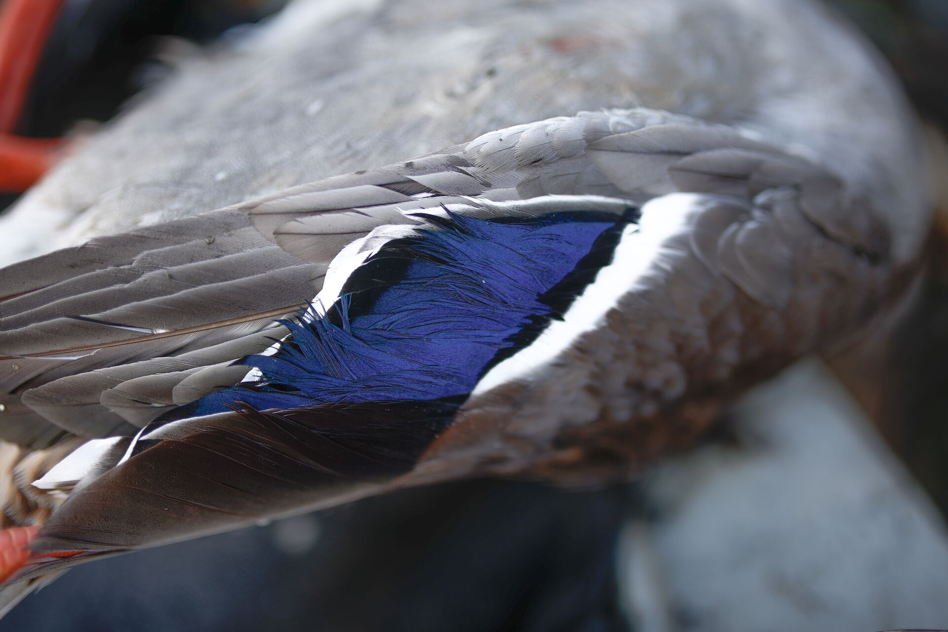 Close-up of duck wing, winter duck hunting concept. 