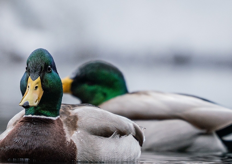 Close-up of two ducks on water, late season duck hunting concept. 
